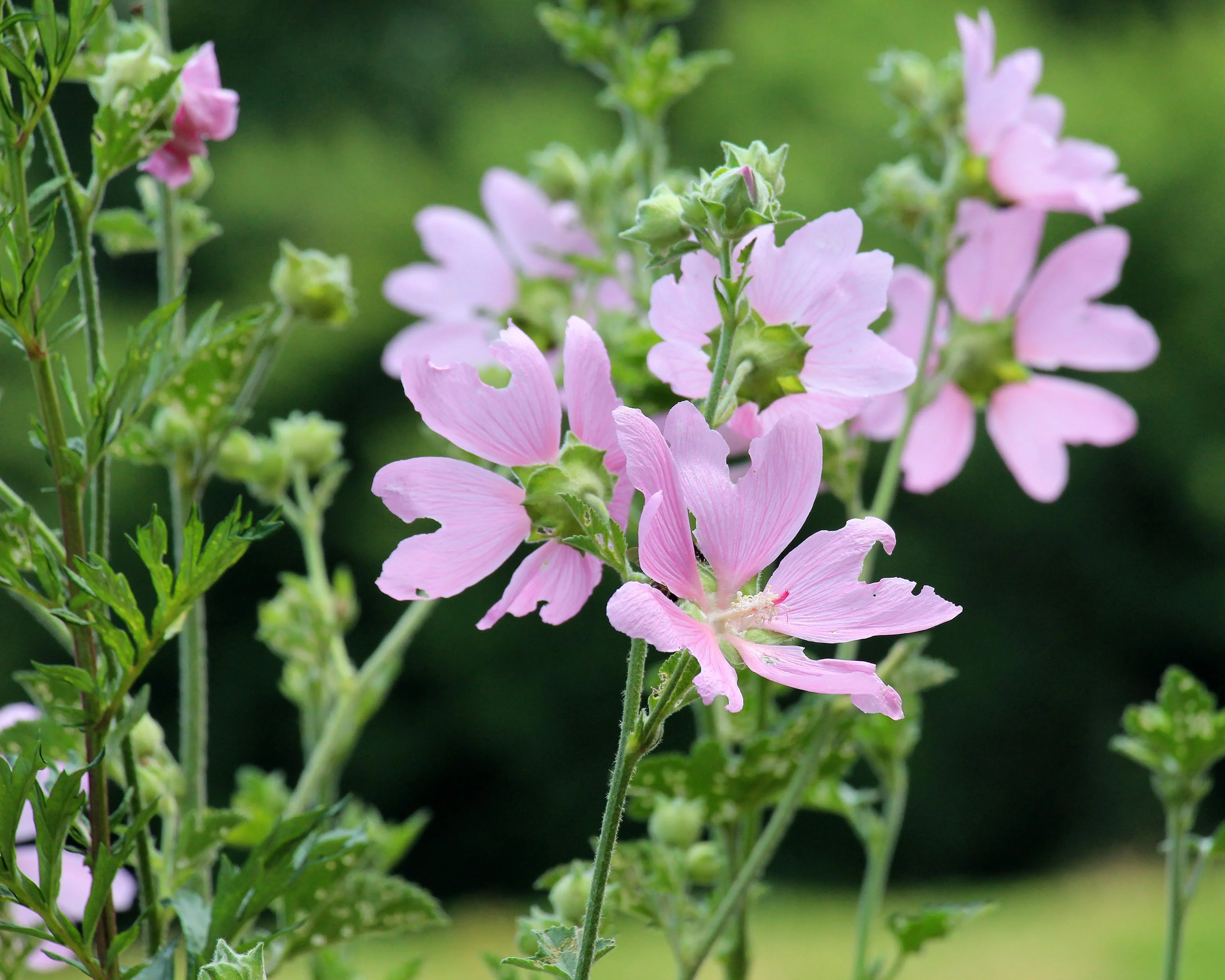 Malva thuringiaca - Image 8