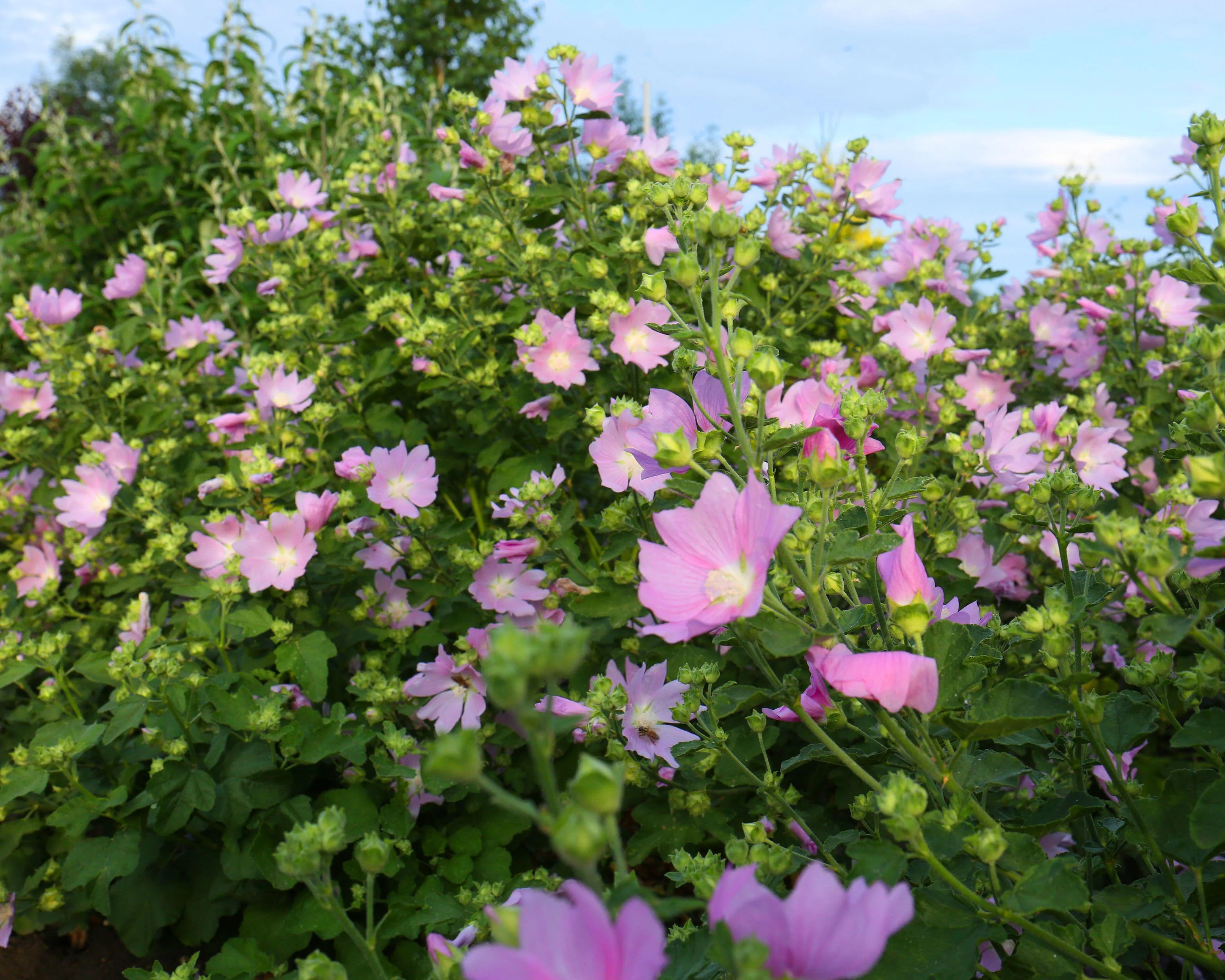 Malva thuringiaca - Image 9