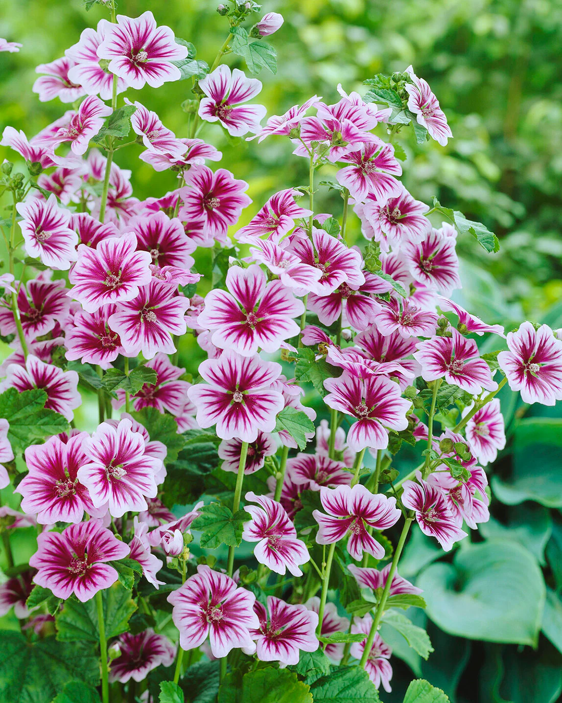 Malva 'Zebrina' - Image 2