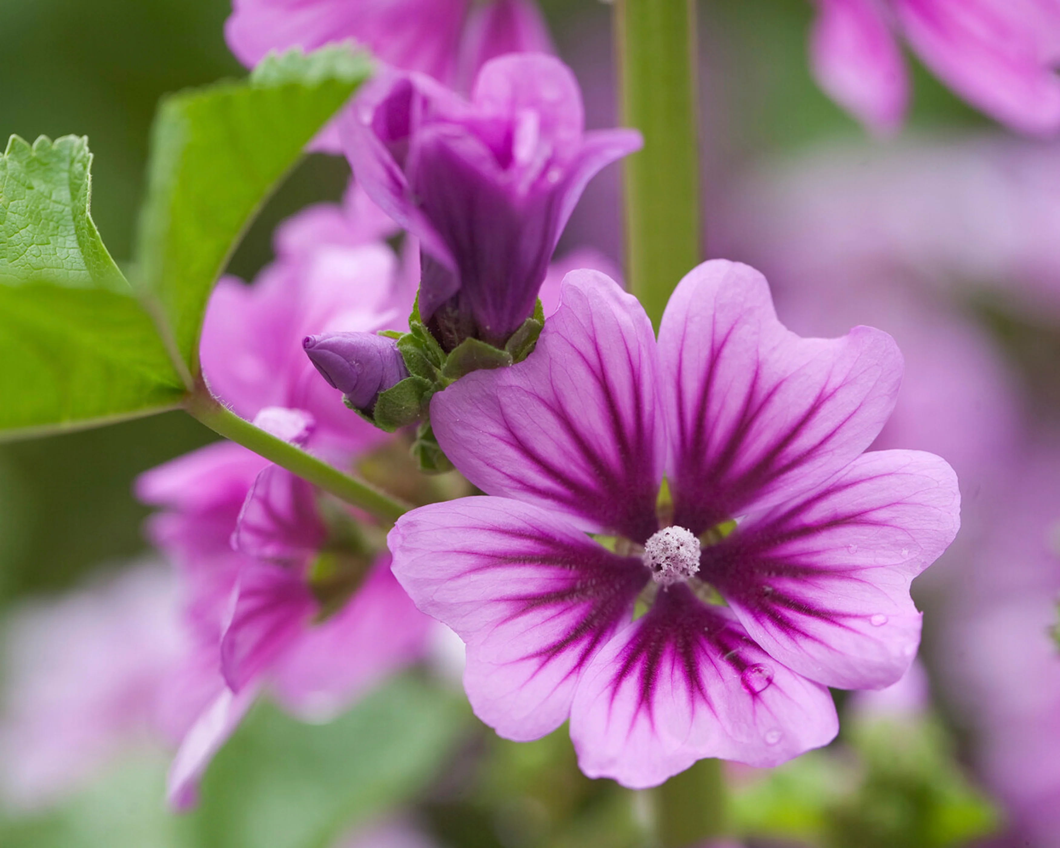 Malva 'Zebrina' - Image 3