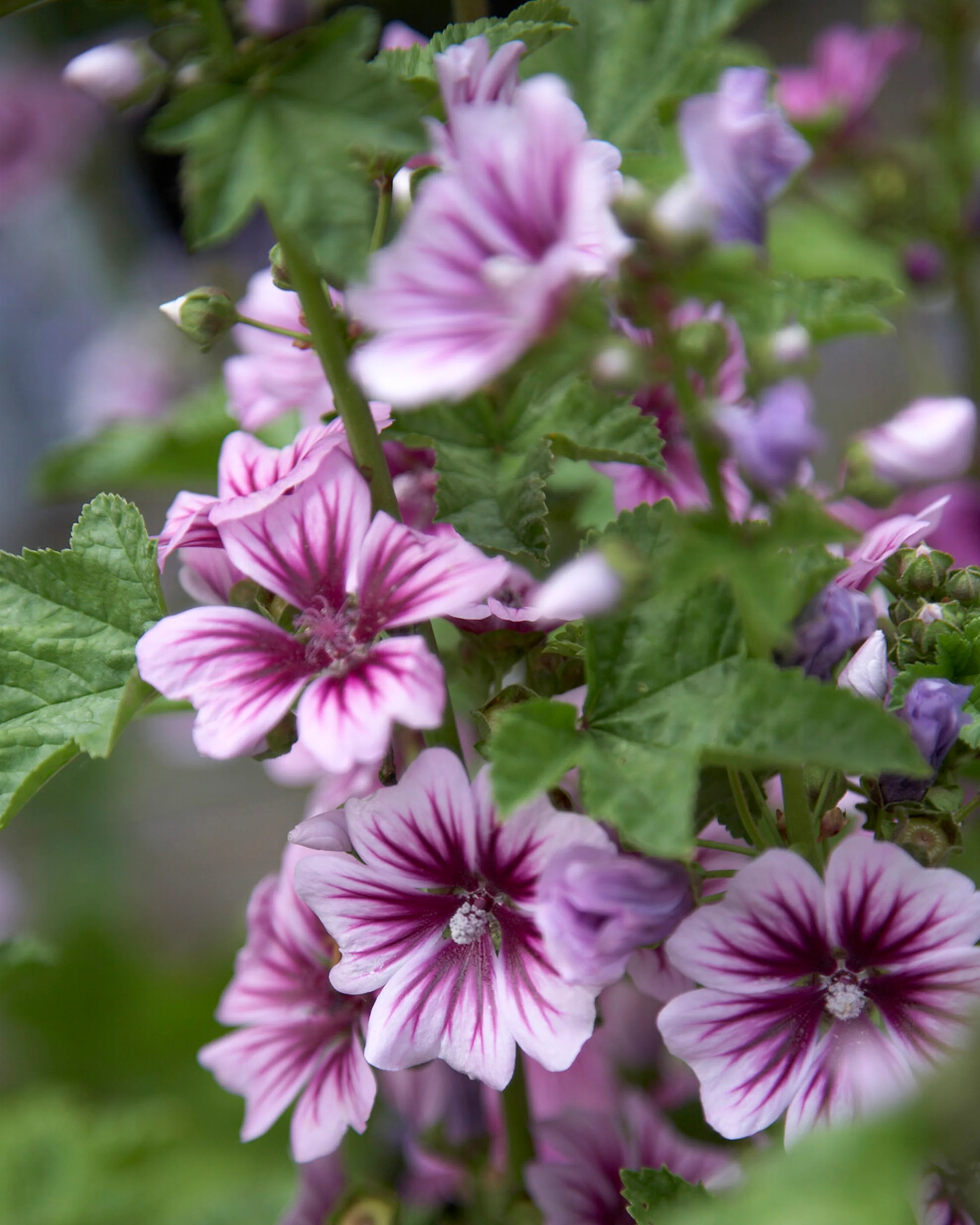 Malva 'Zebrina' - Image 4