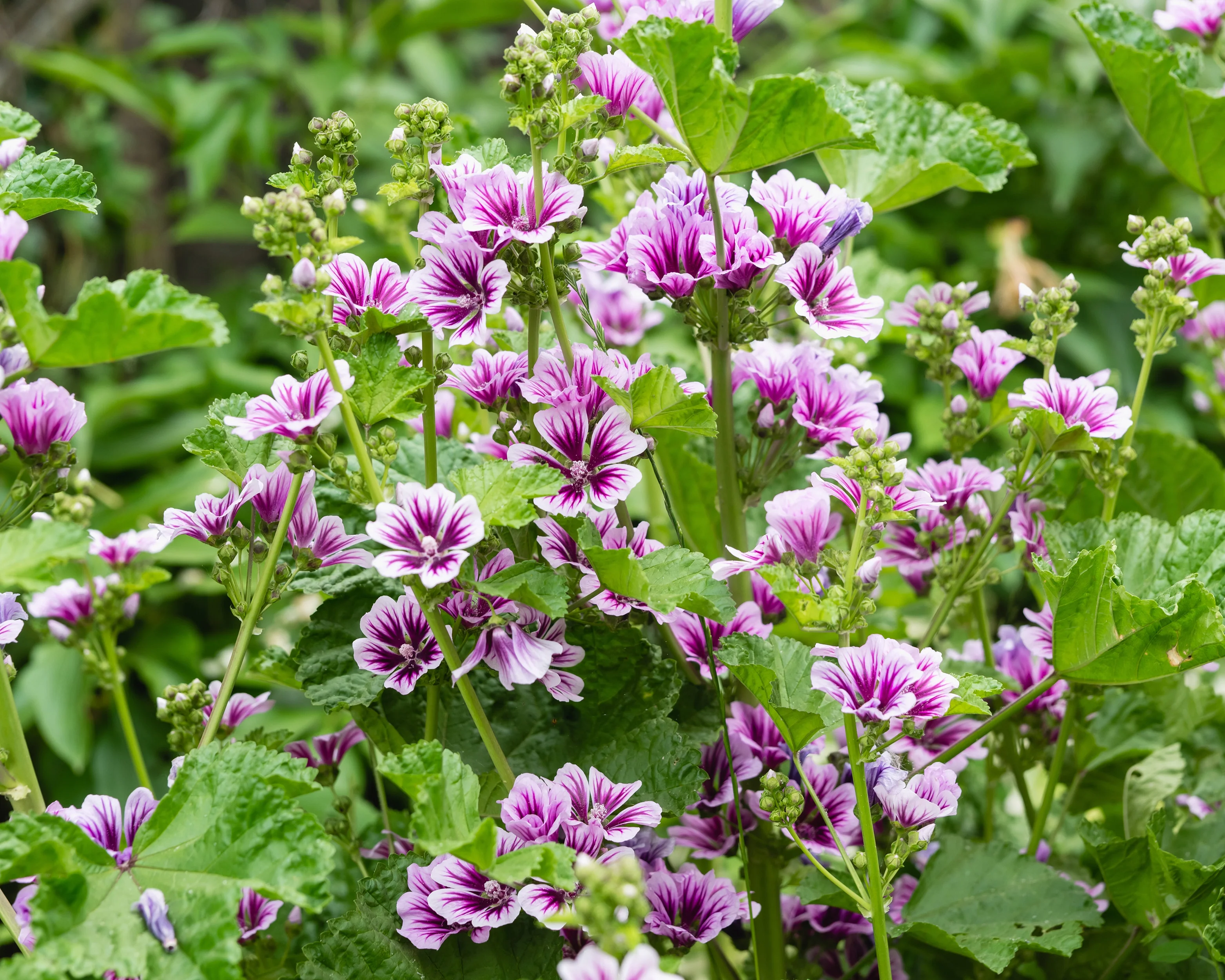 Malva 'Zebrina' - Image 5