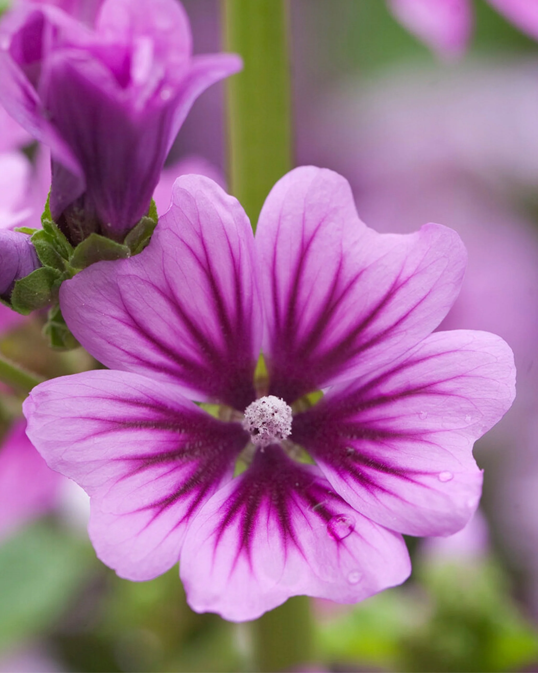 Malva 'Zebrina' - Image 7