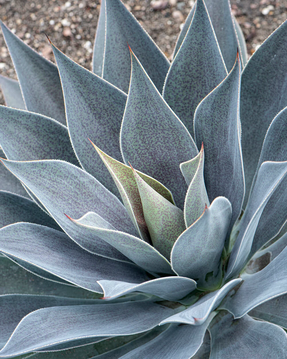 Mangave 'Lavender Lady' - Image 11