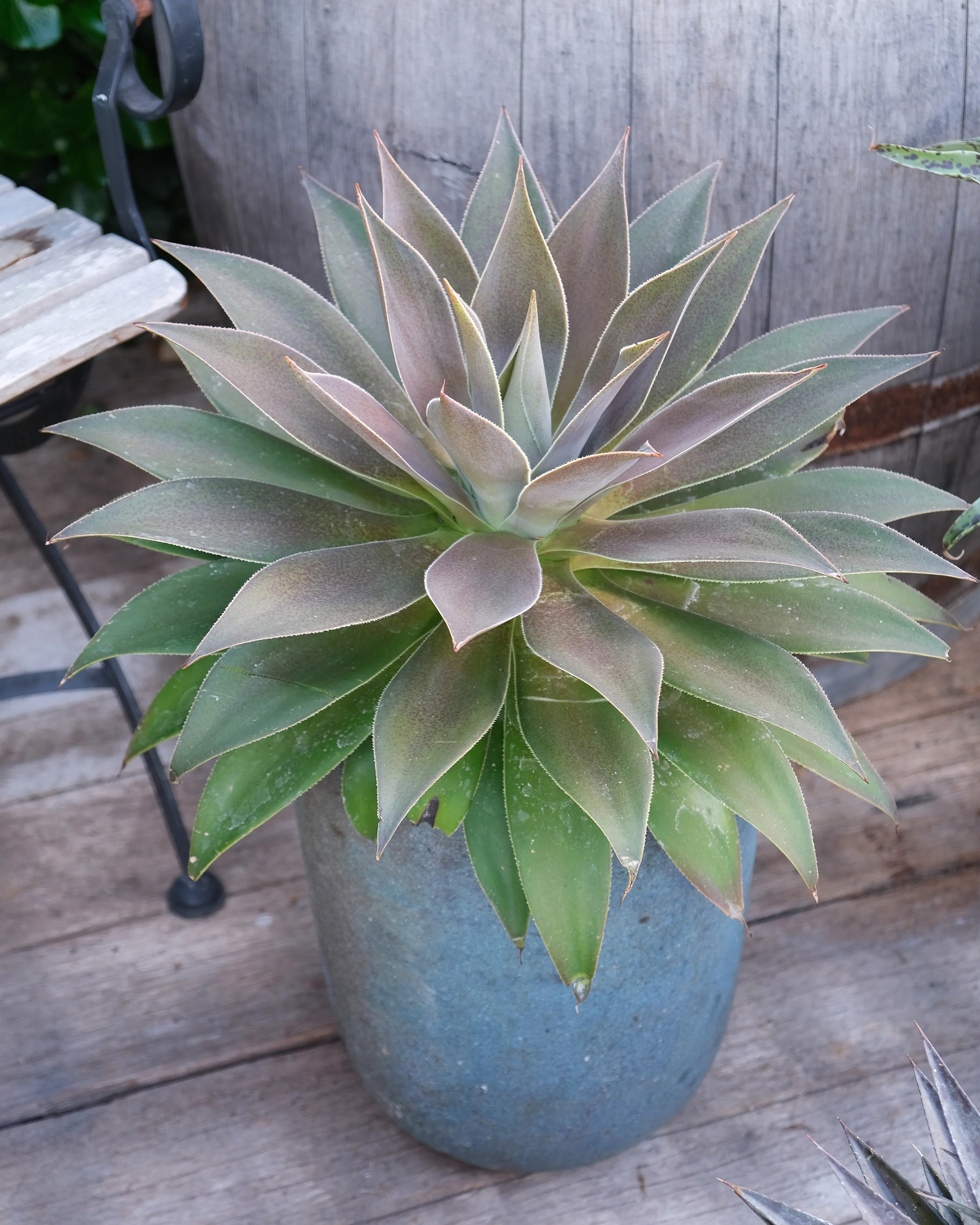Mangave 'Lavender Lady' - Image 12
