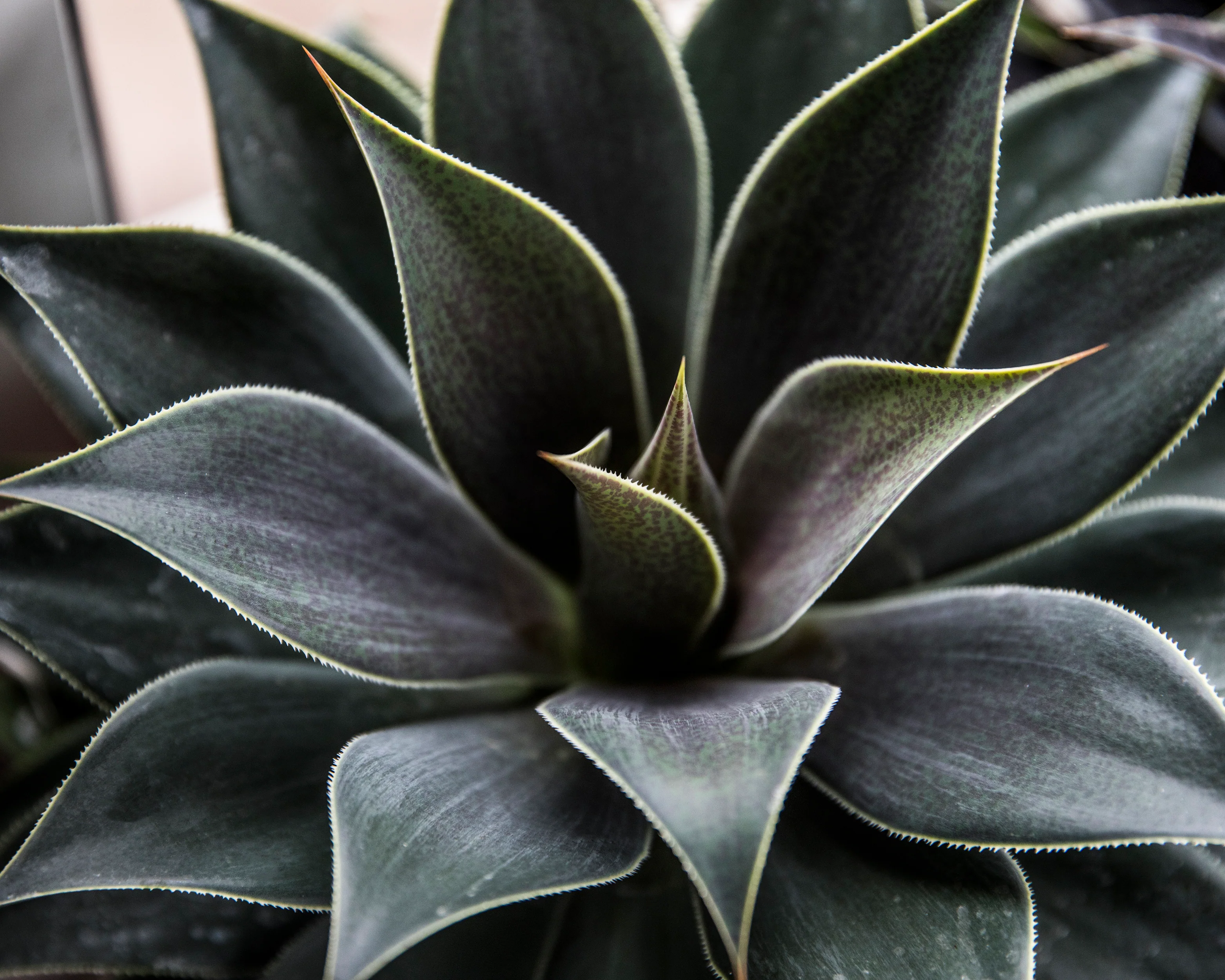 Mangave 'Lavender Lady' - Image 6