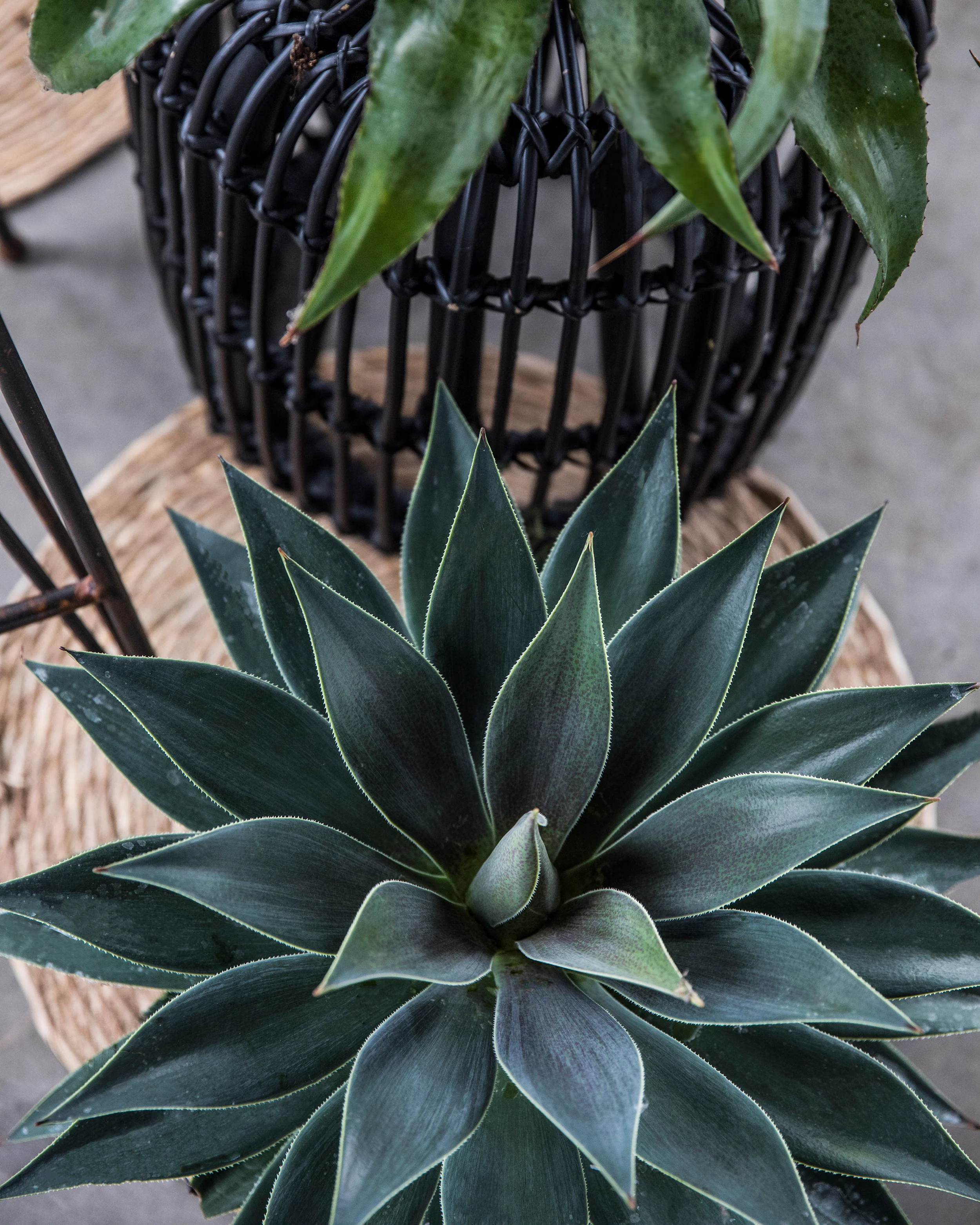 Mangave 'Lavender Lady' - Image 9