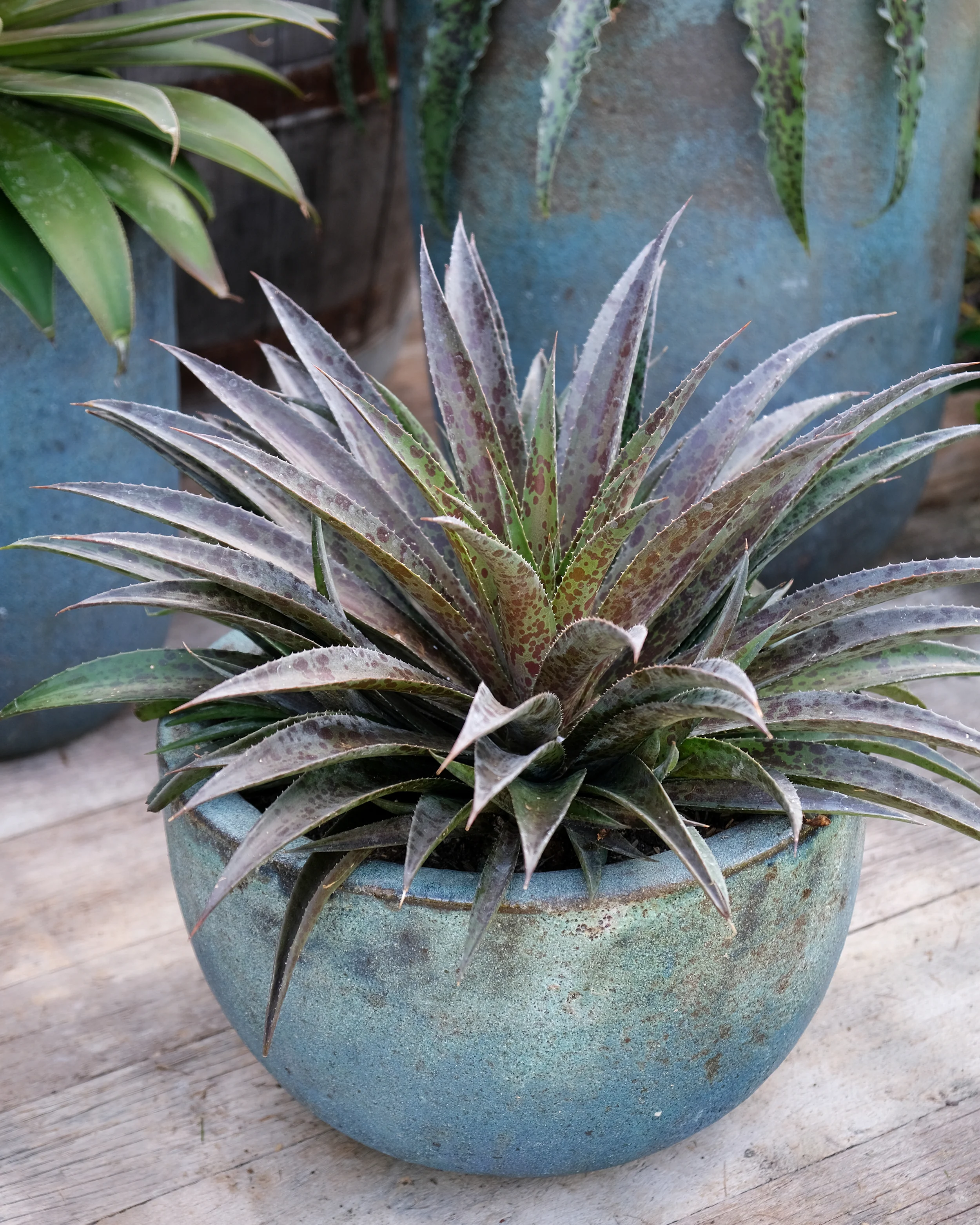 Mangave 'Pineapple Express' - Image 10
