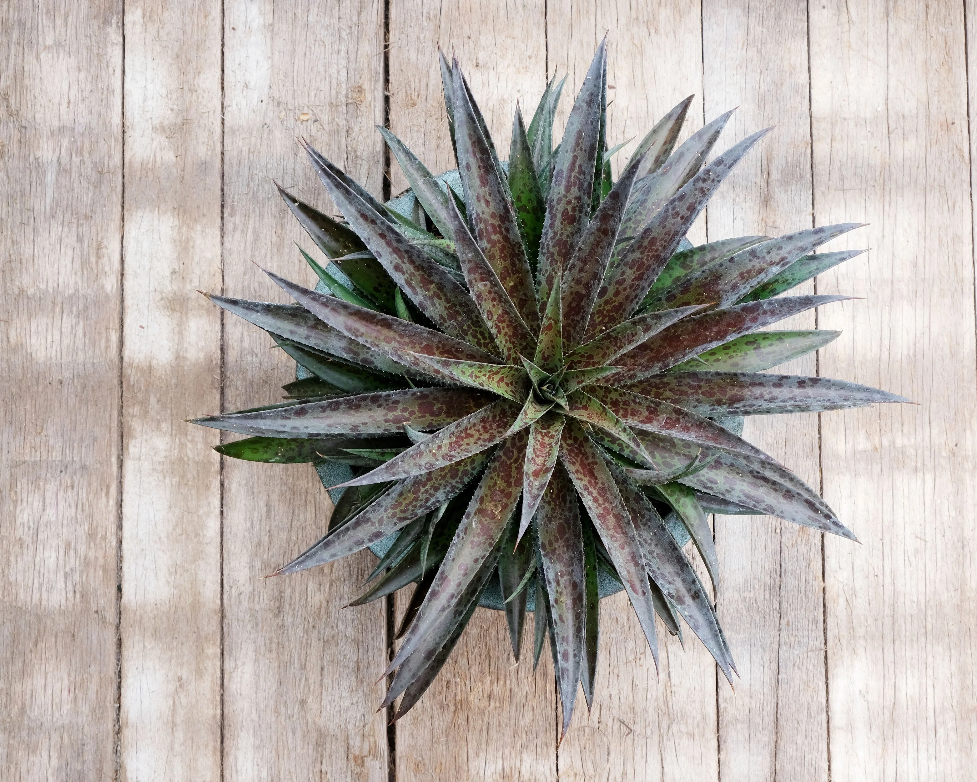Mangave 'Pineapple Express' - Image 4