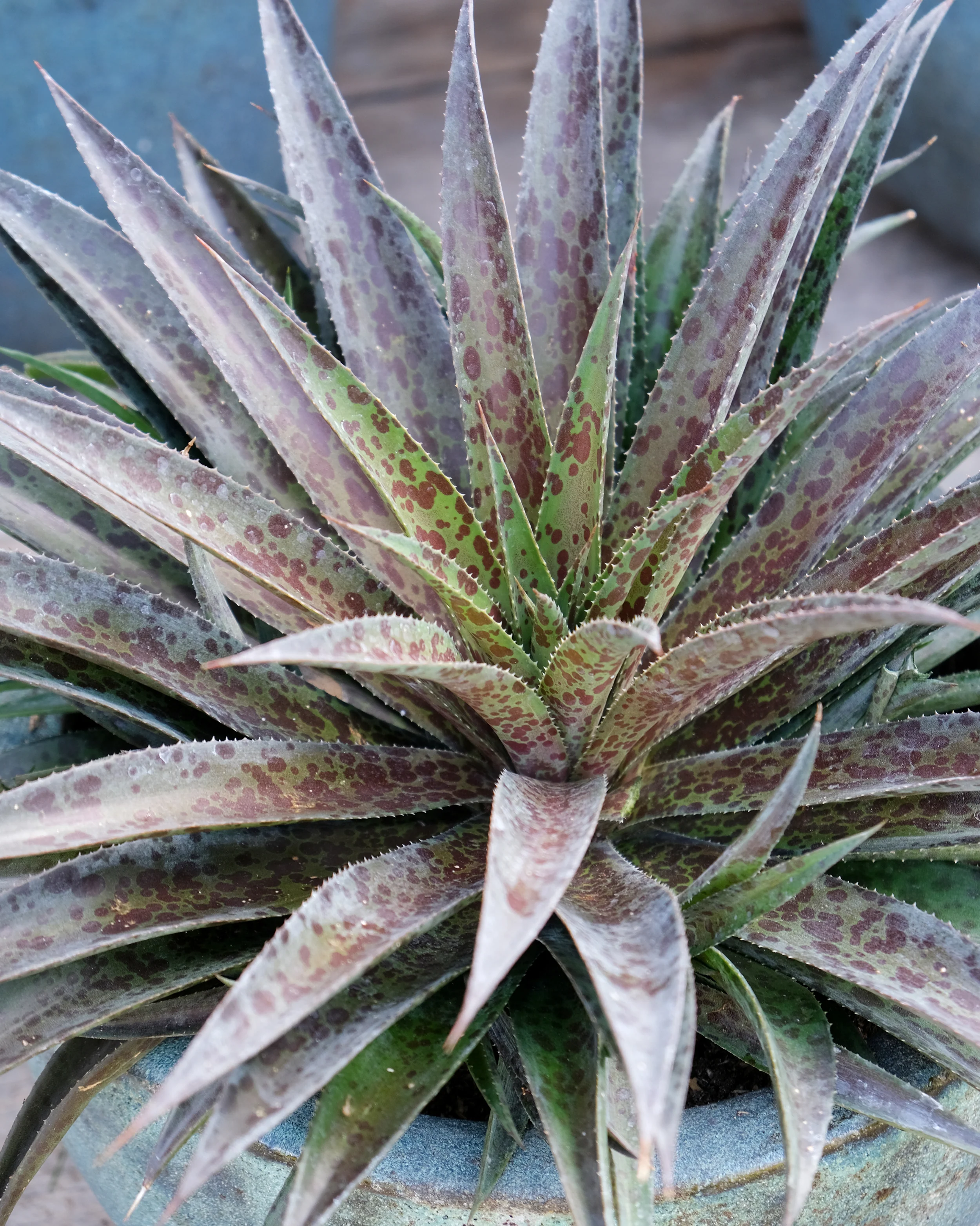 Mangave 'Pineapple Express' - Image 9