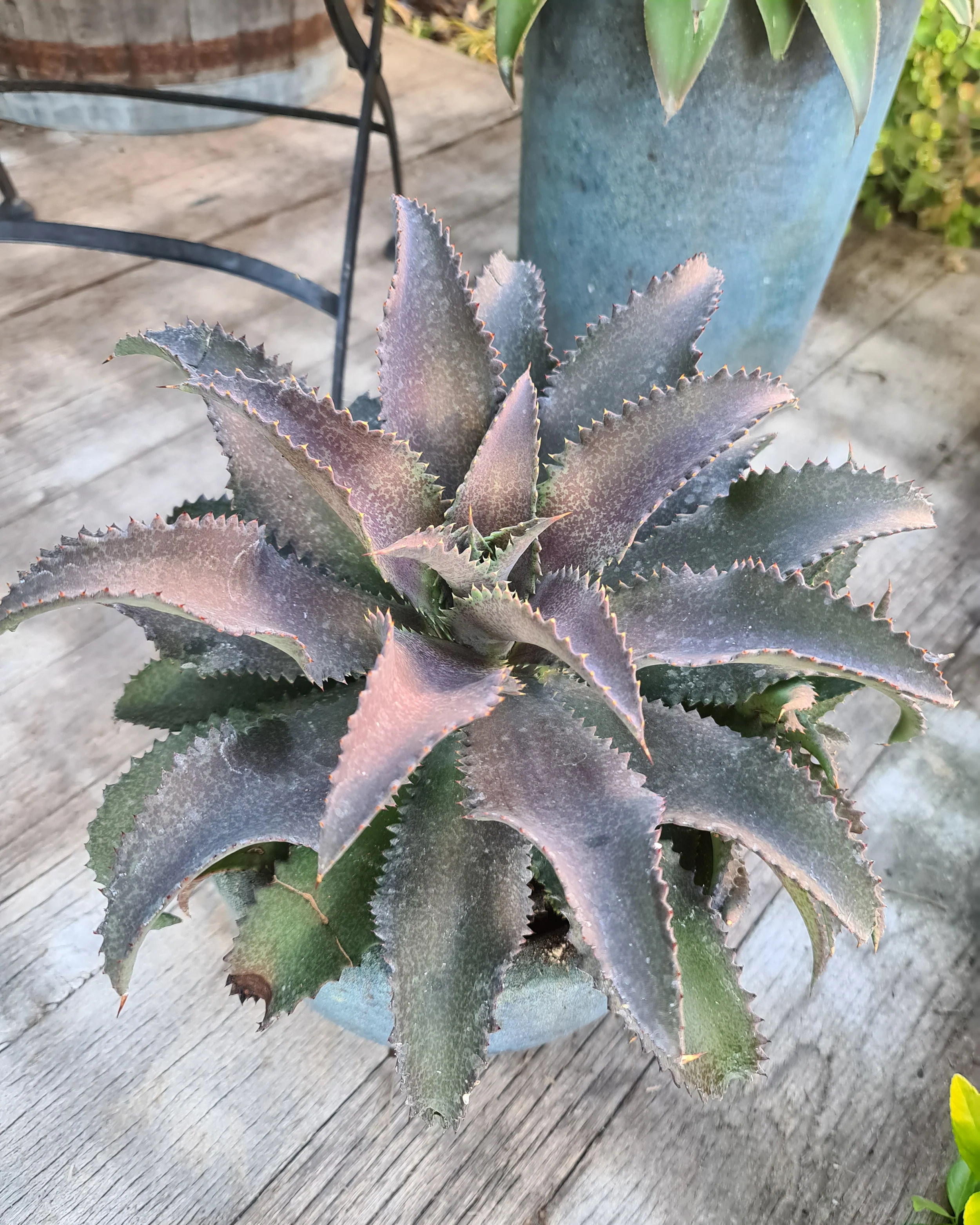 Mangave 'Silver Fox' - Image 12