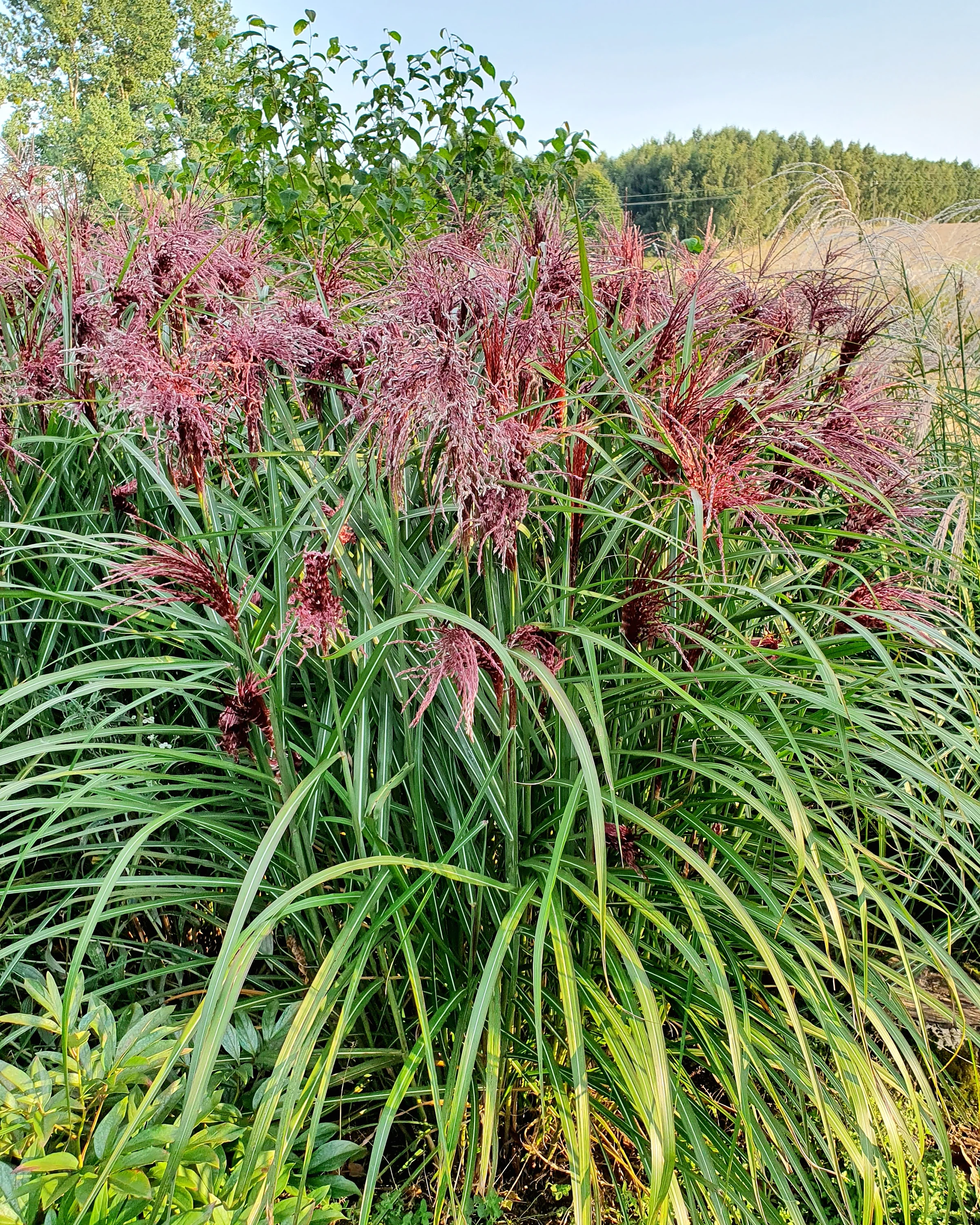 Miscanthus 'Boucle' - Image 3