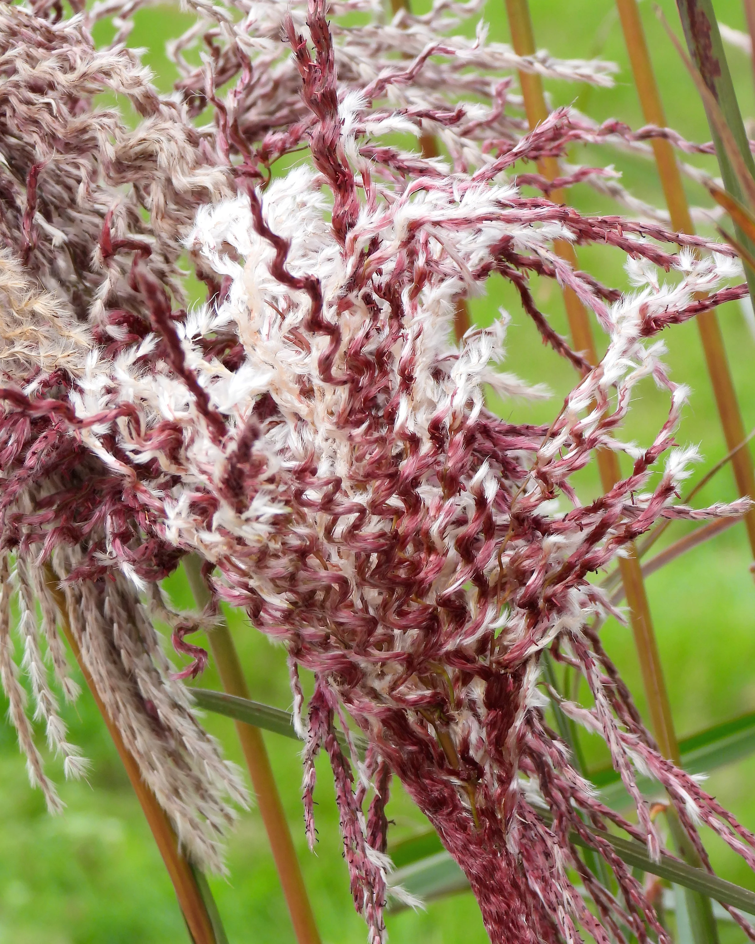 Miscanthus 'Boucle' - Image 4