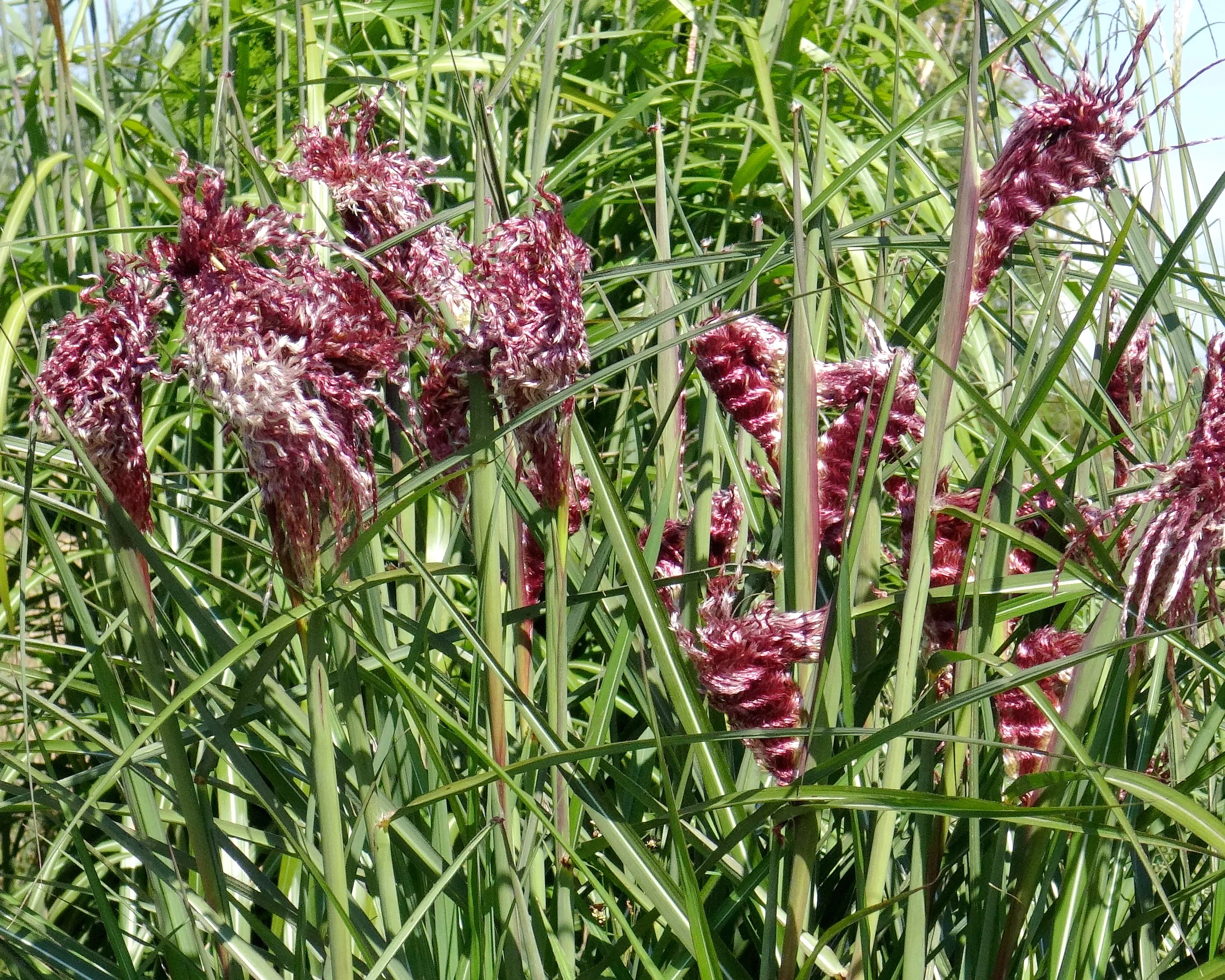 Miscanthus 'Boucle' - Image 5