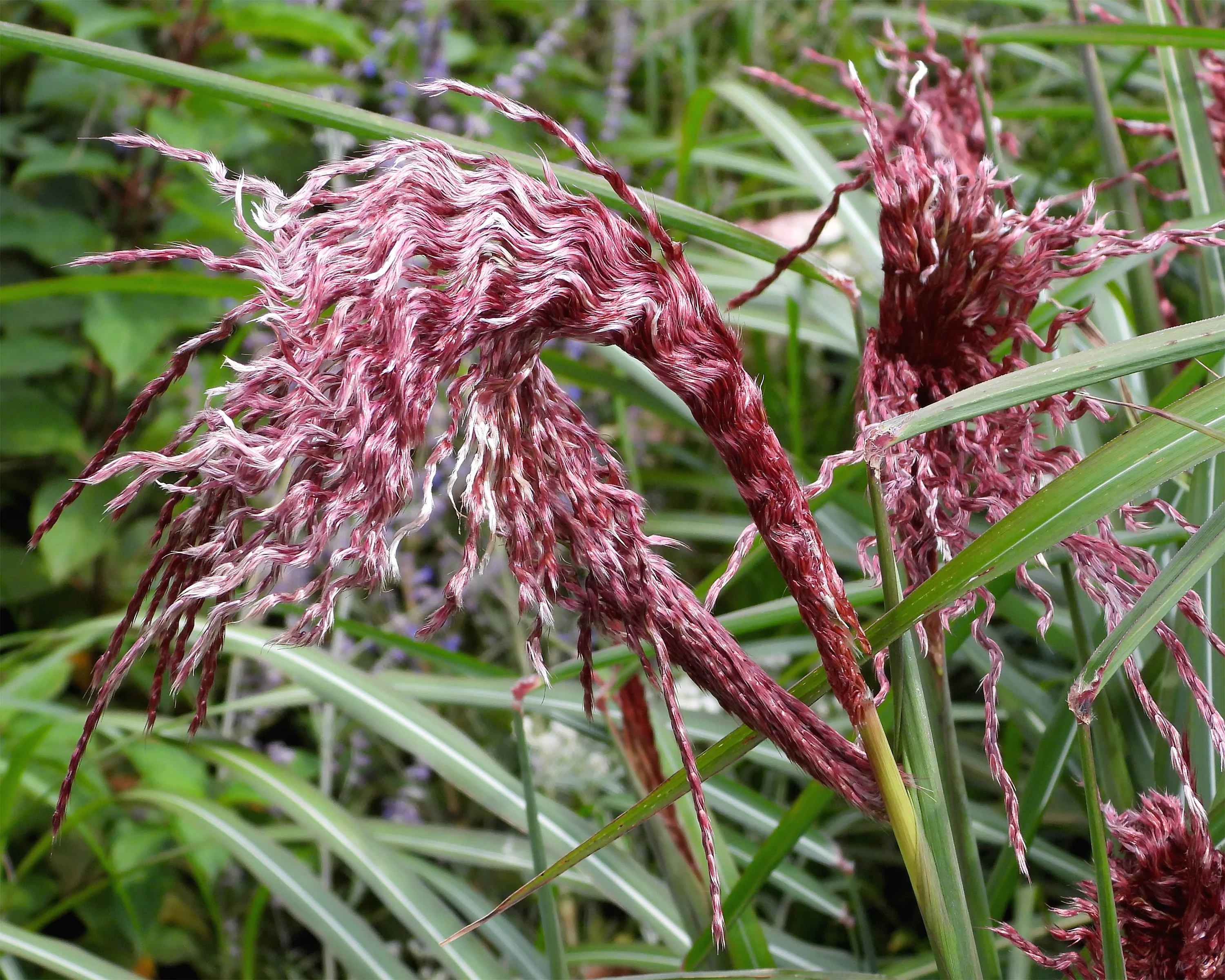 Miscanthus 'Boucle' - Image 7