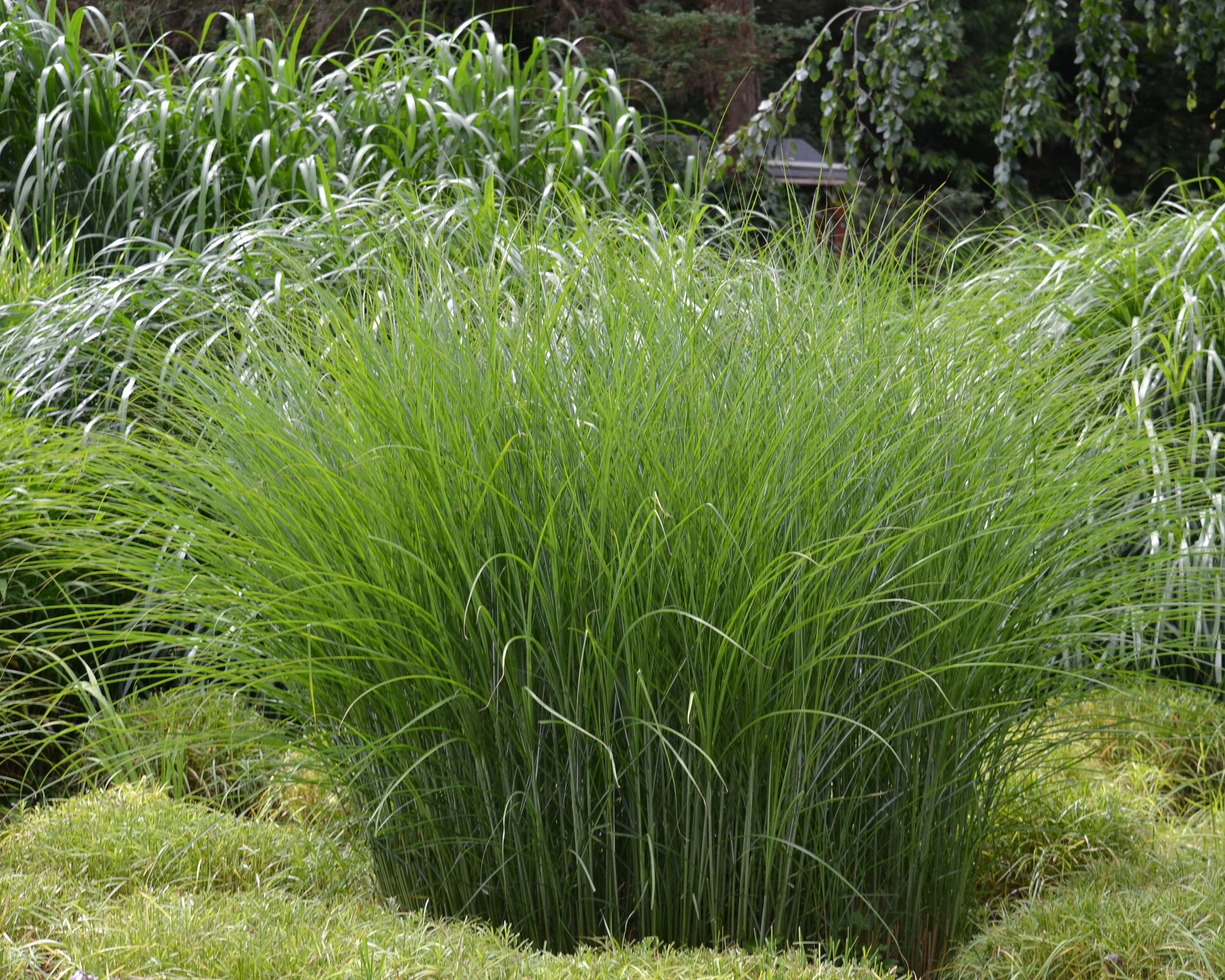 Miscanthus 'Gracillimus' - Image 2