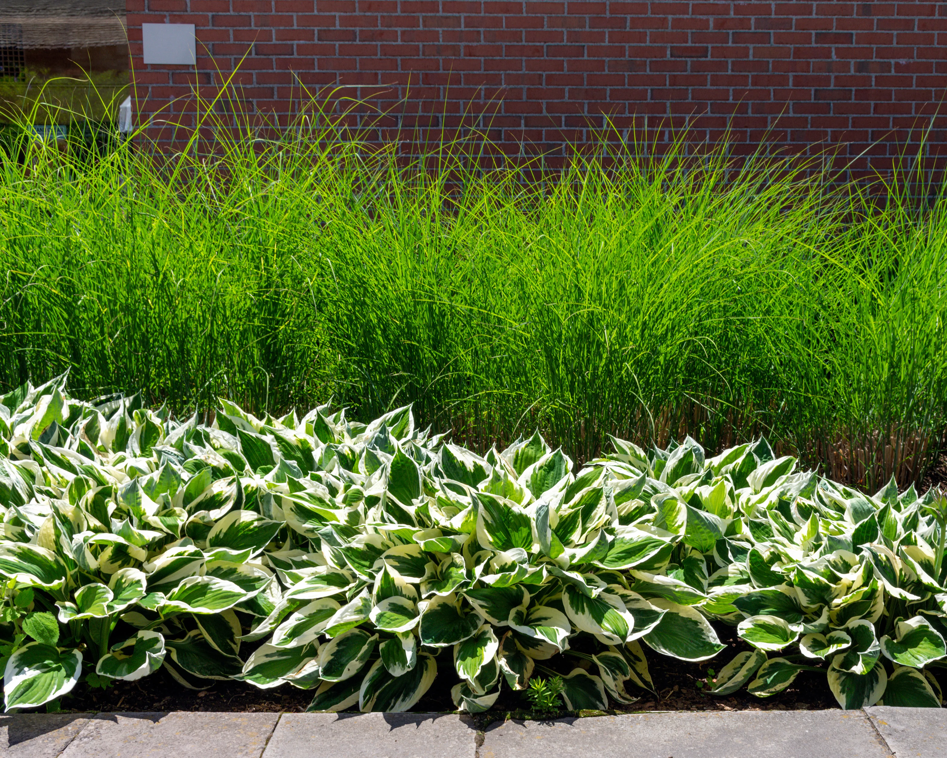 Miscanthus 'Gracillimus' - Image 4