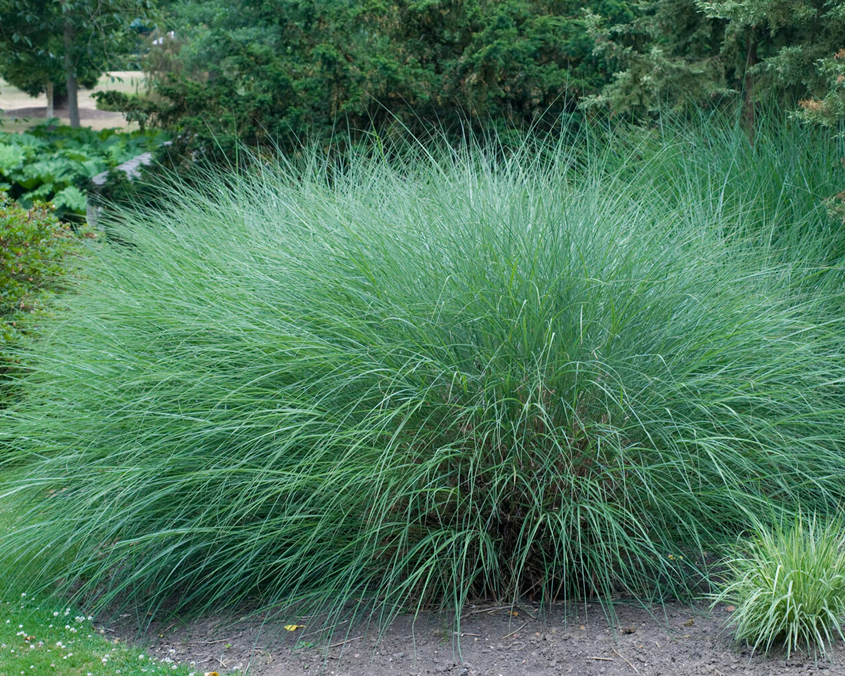Miscanthus 'Gracillimus' - Image 7