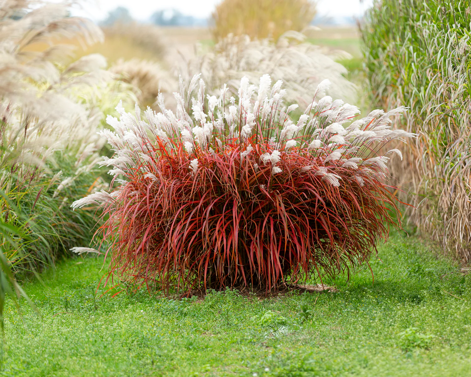 Miscanthus 'Lady in Red' - Image 4