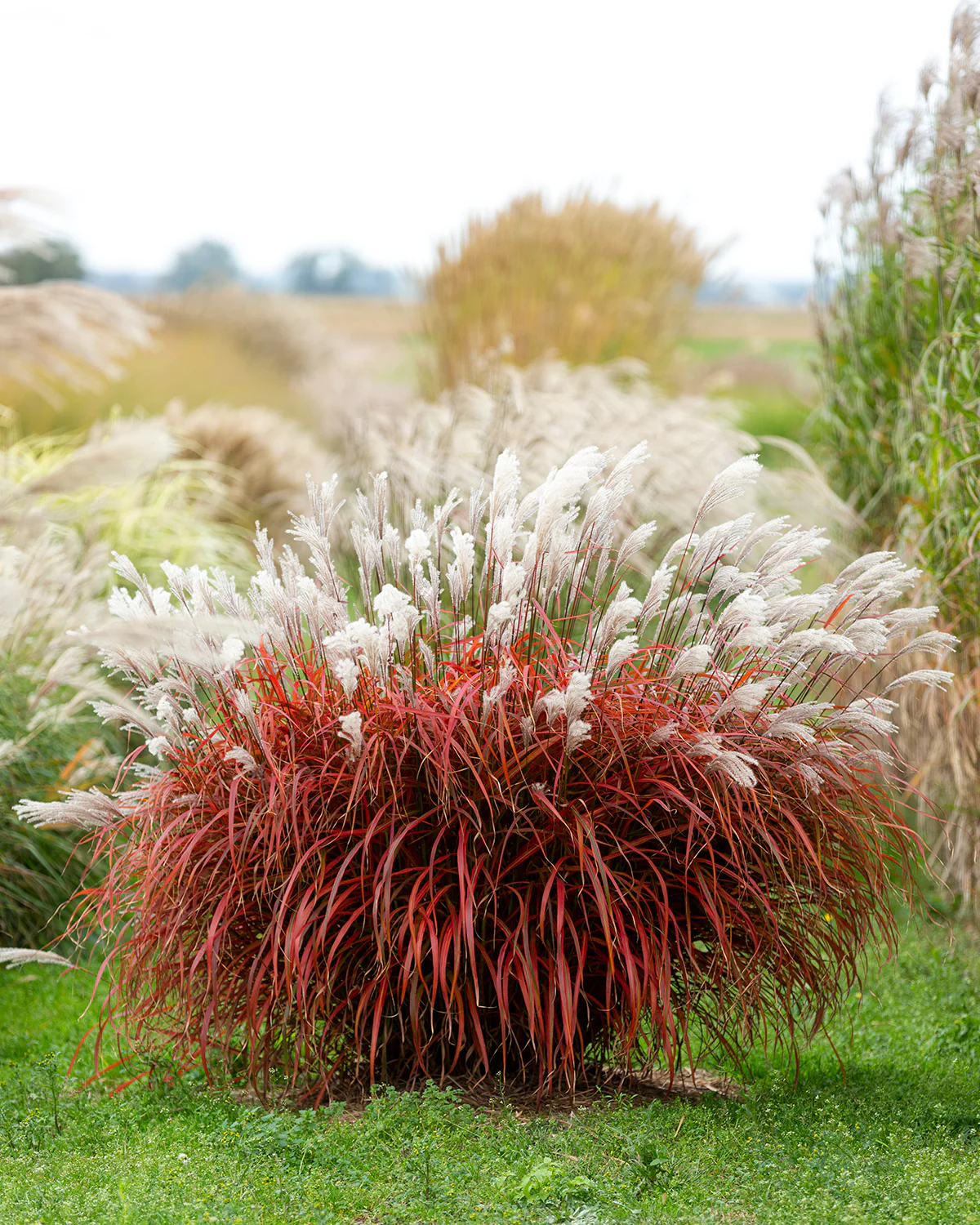 Miscanthus 'Lady in Red' - Image 6