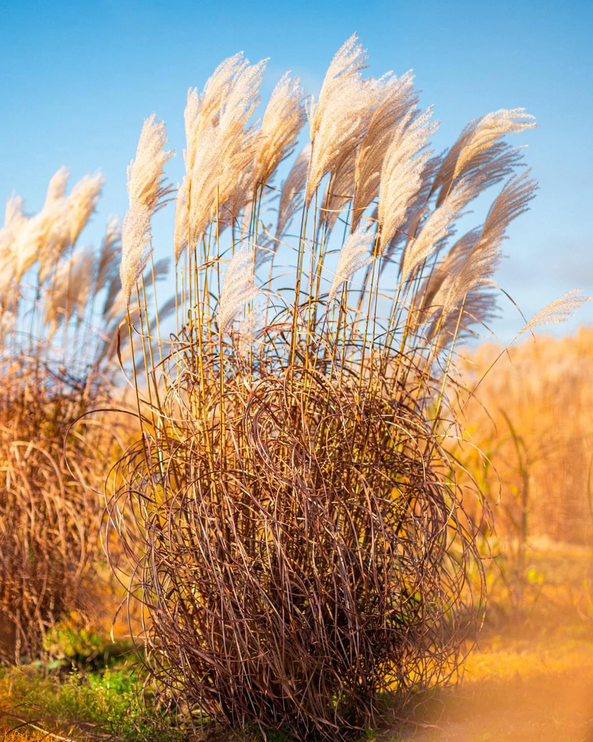 Miscanthus 'Lady in Red' - Image 7
