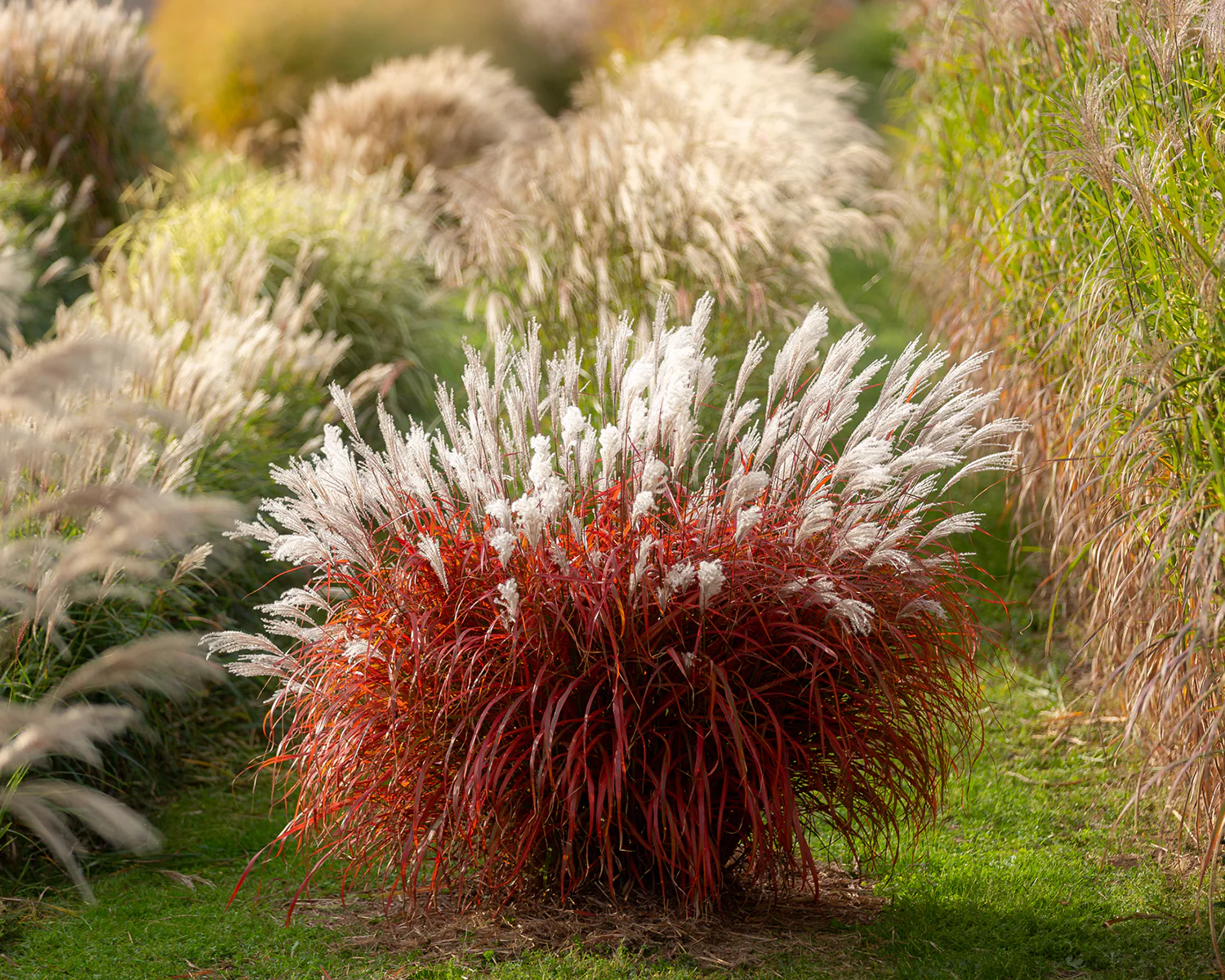 Miscanthus 'Lady in Red' - Image 8