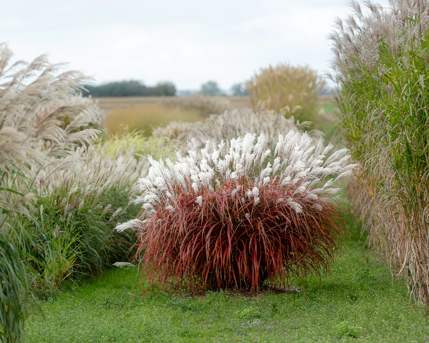 Miscanthus 'Lady in Red' - Image 9