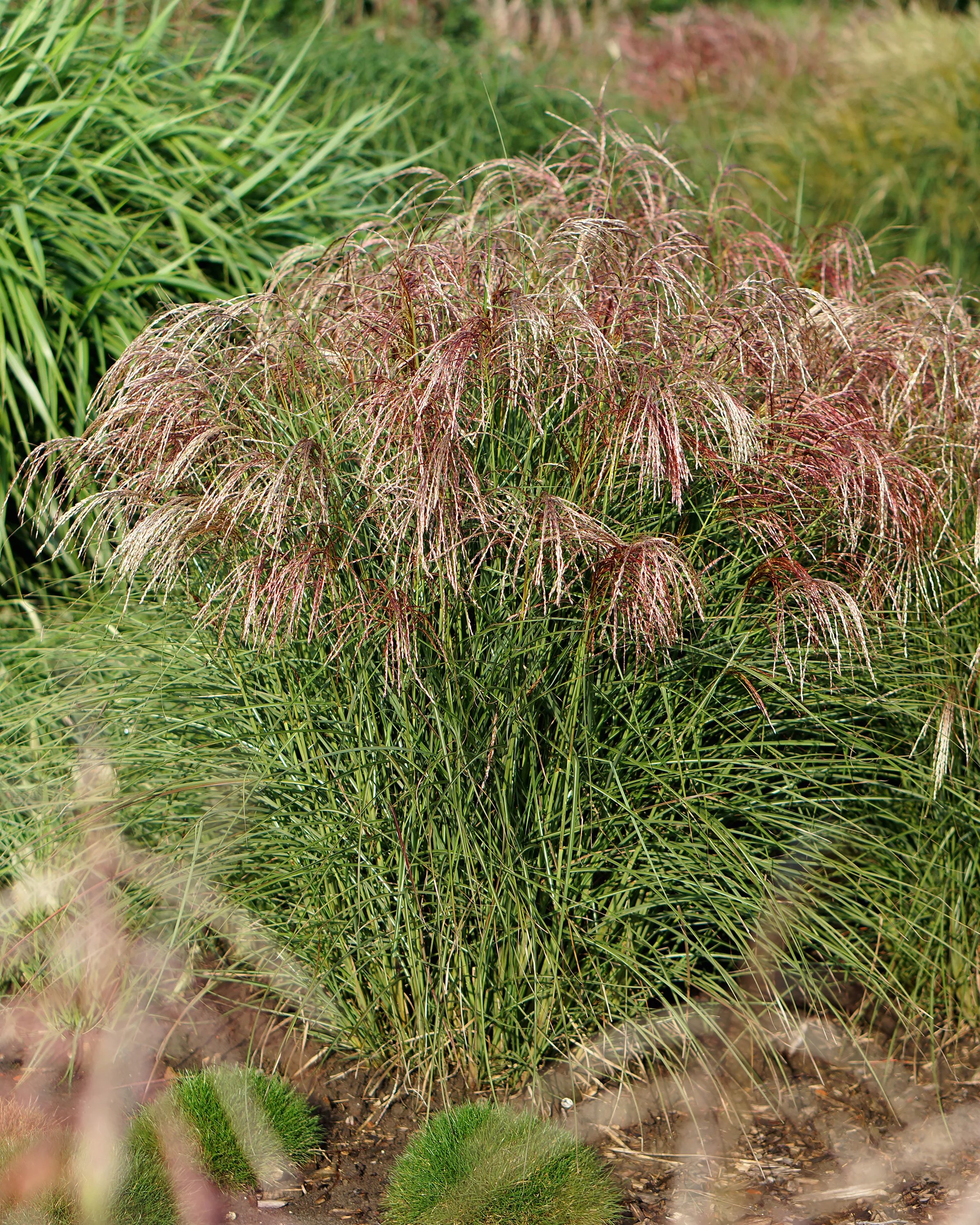 Miscanthus 'Pink Cloud' - Image 4
