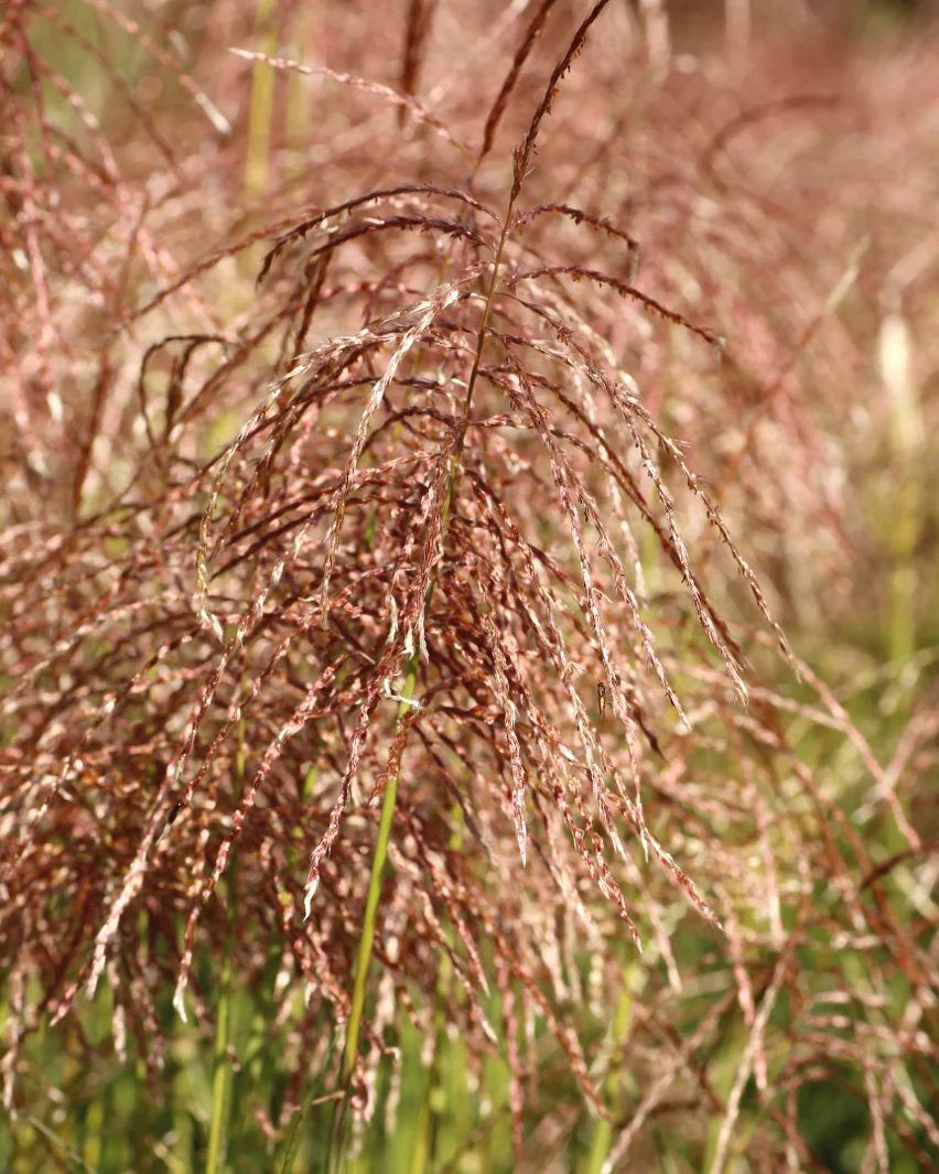 Miscanthus 'Pink Cloud' - Image 5