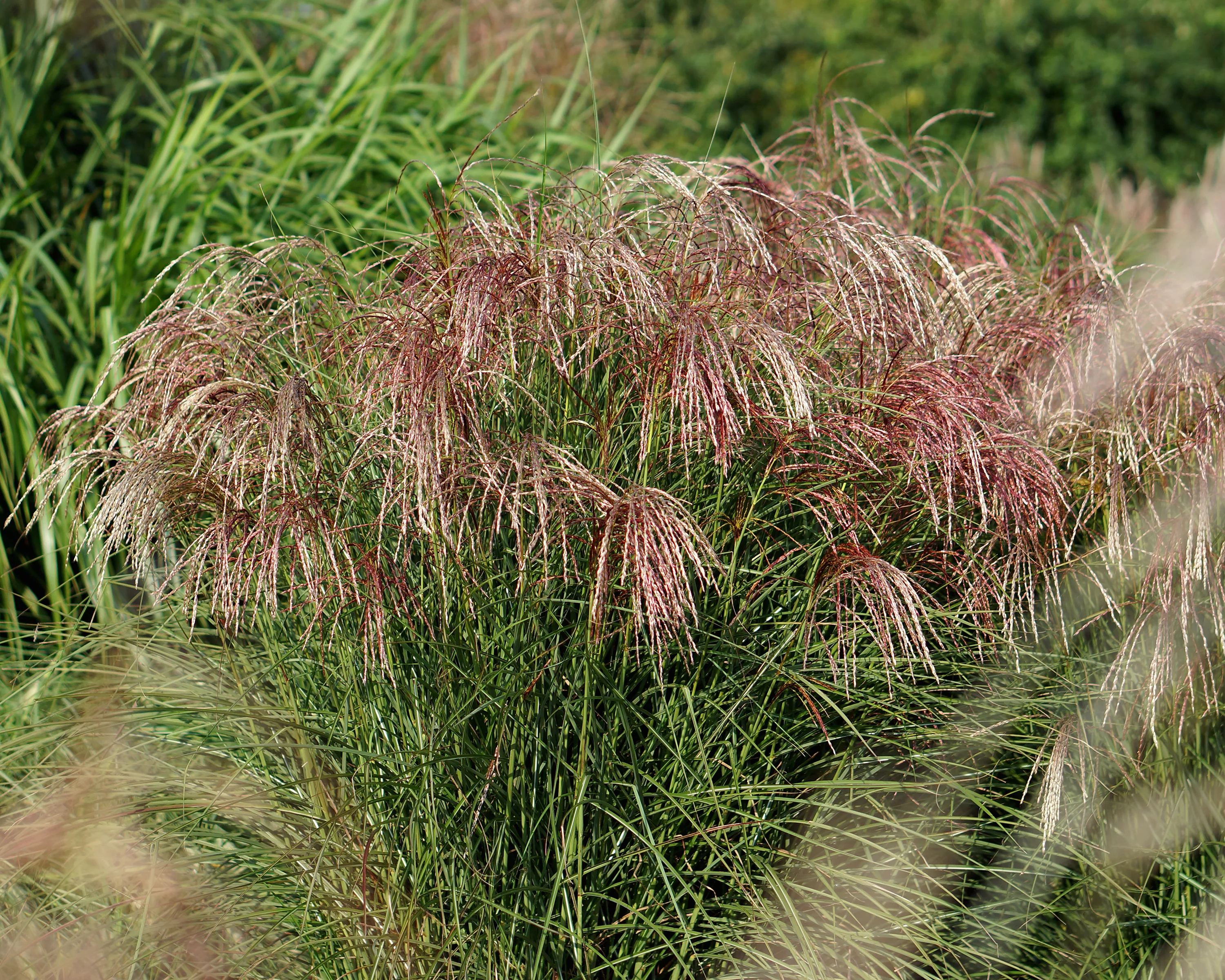 Miscanthus 'Pink Cloud' - Image 6