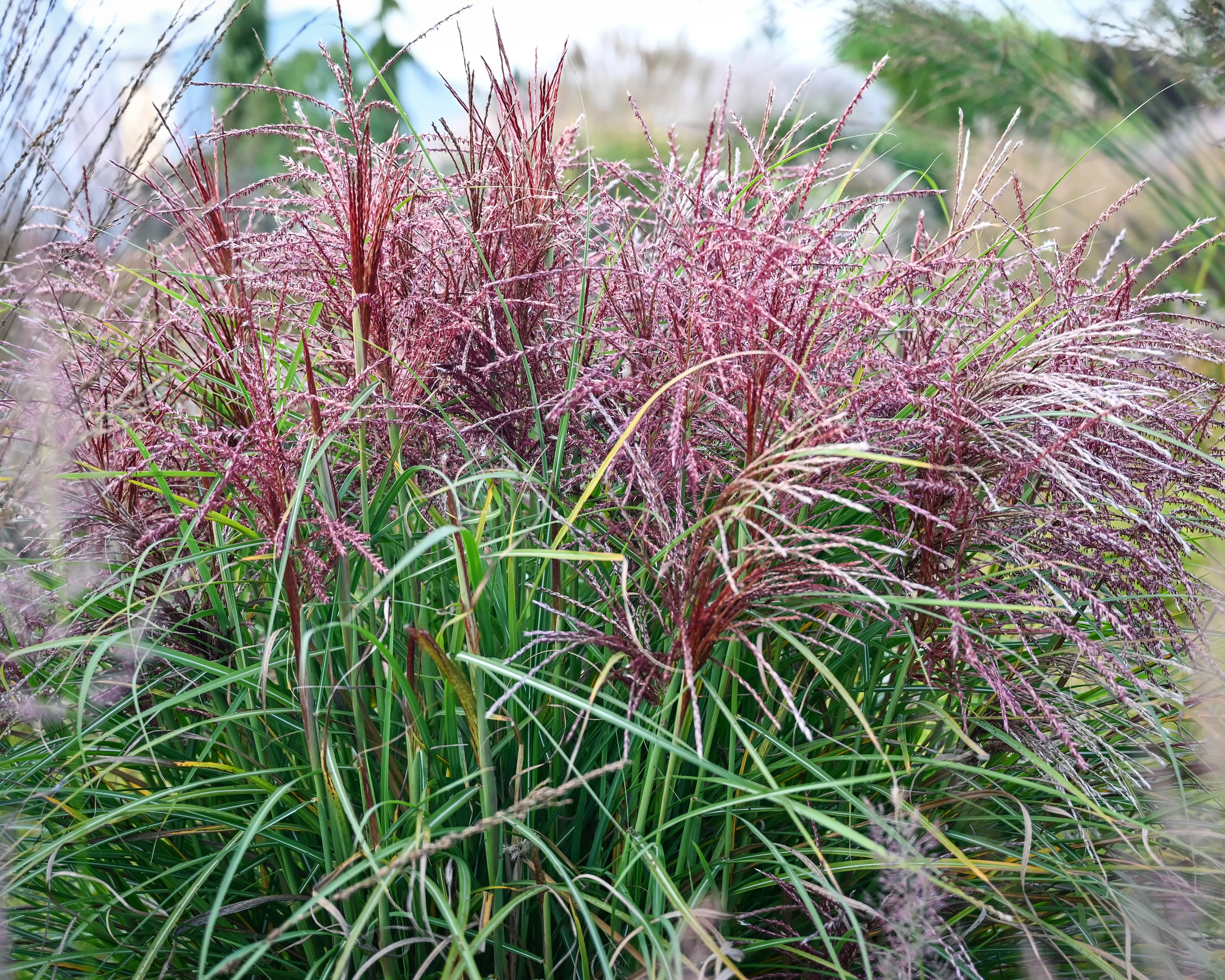 Miscanthus 'Polonus' - Image 10