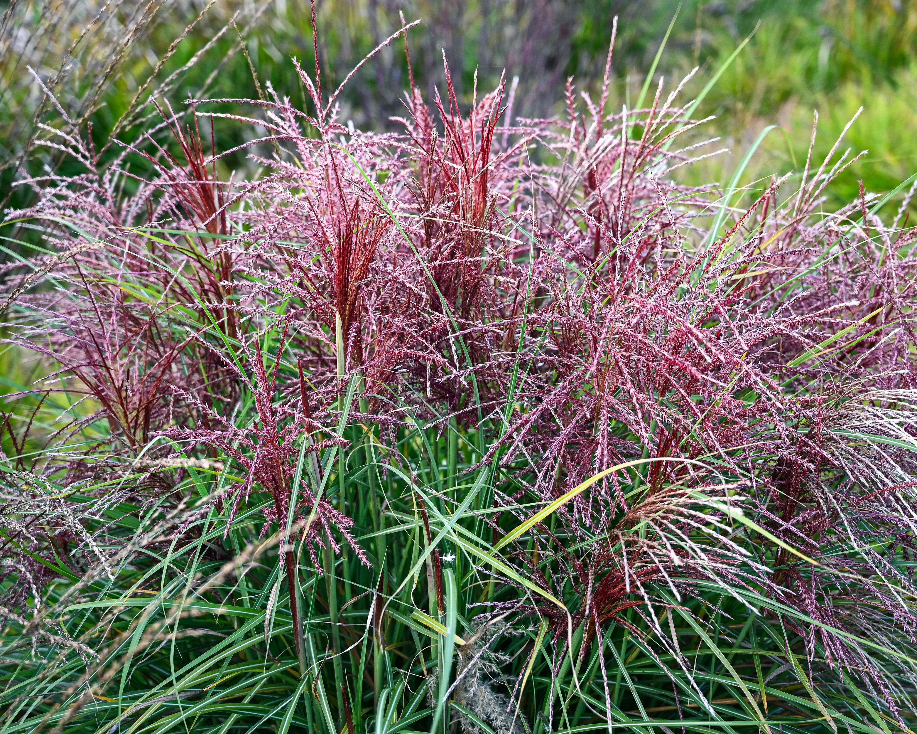Miscanthus 'Polonus' - Image 12