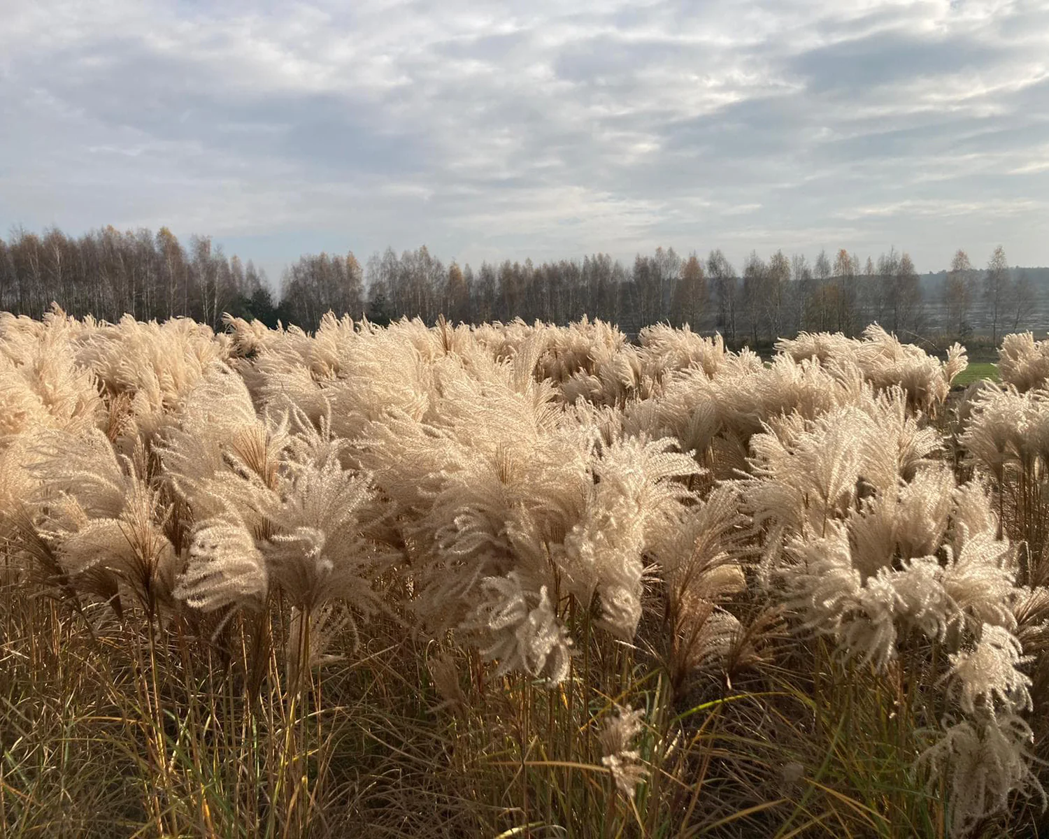 Miscanthus 'Polonus' - Image 3