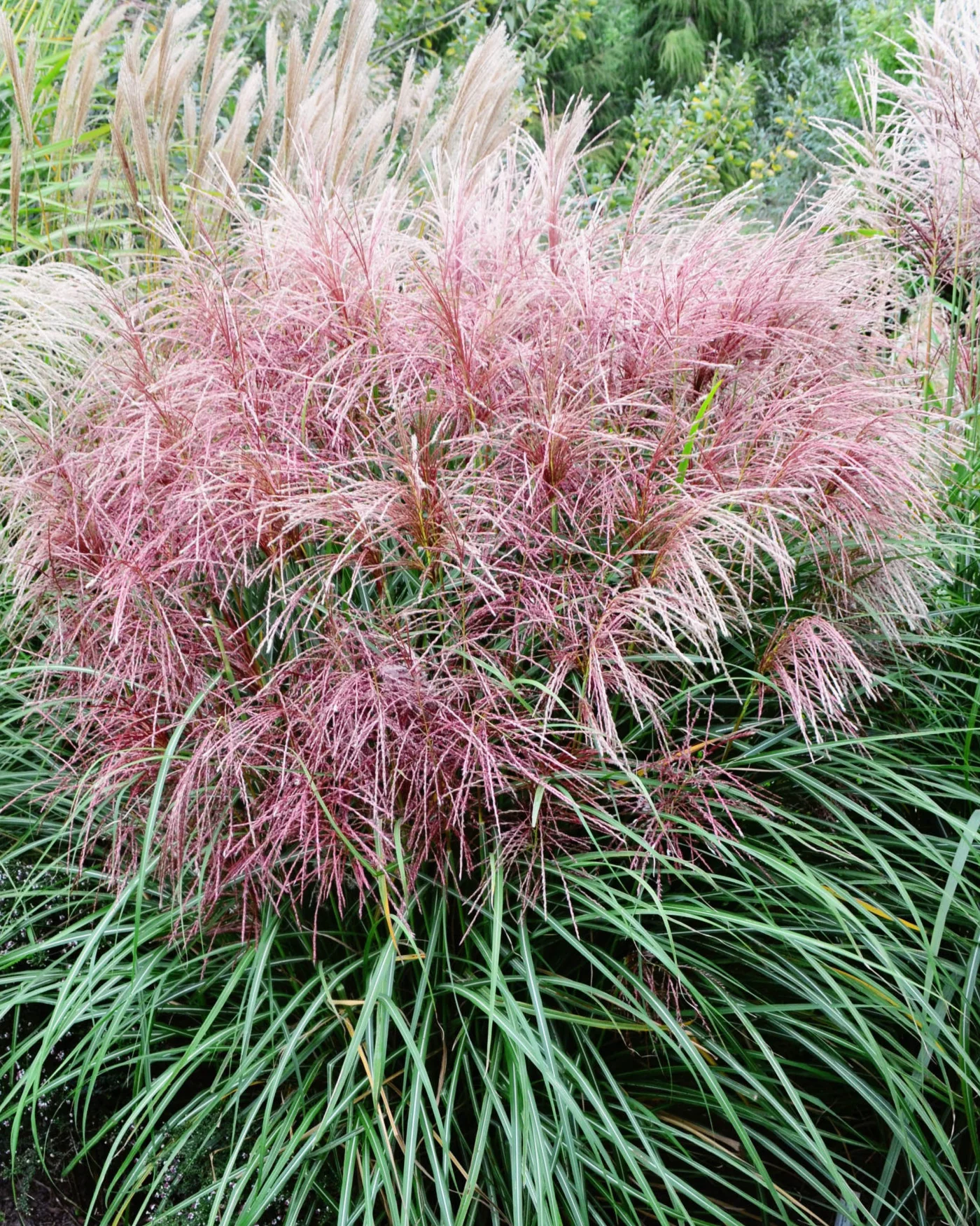 Miscanthus 'Polonus' - Image 5
