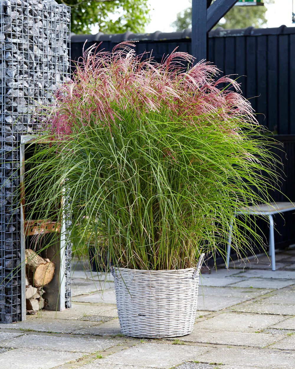 Miscanthus 'Red Cloud' - Image 3