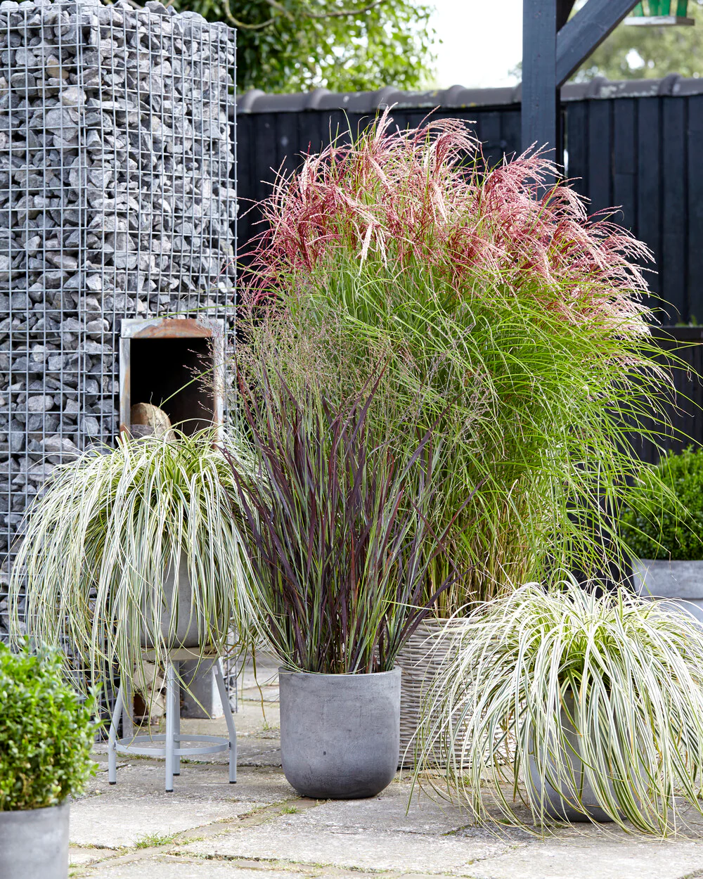 Miscanthus 'Red Cloud' - Image 4