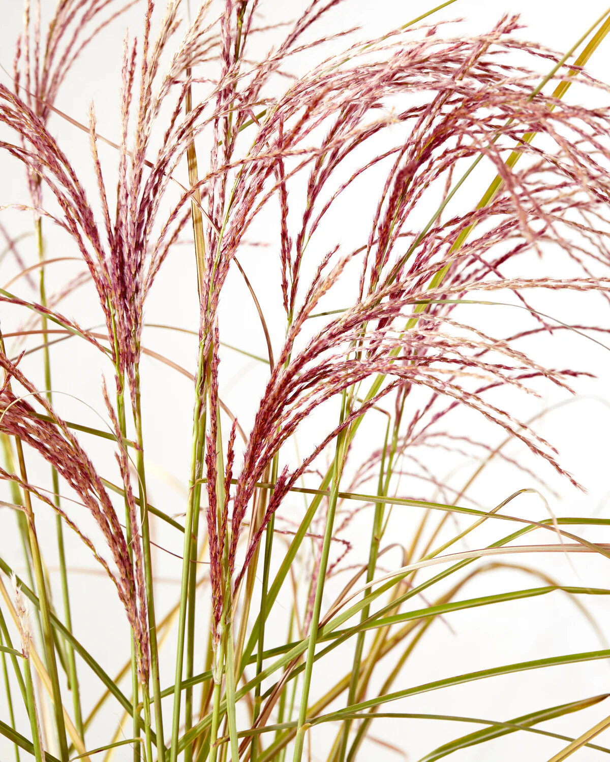Miscanthus 'Red Cloud' - Image 5