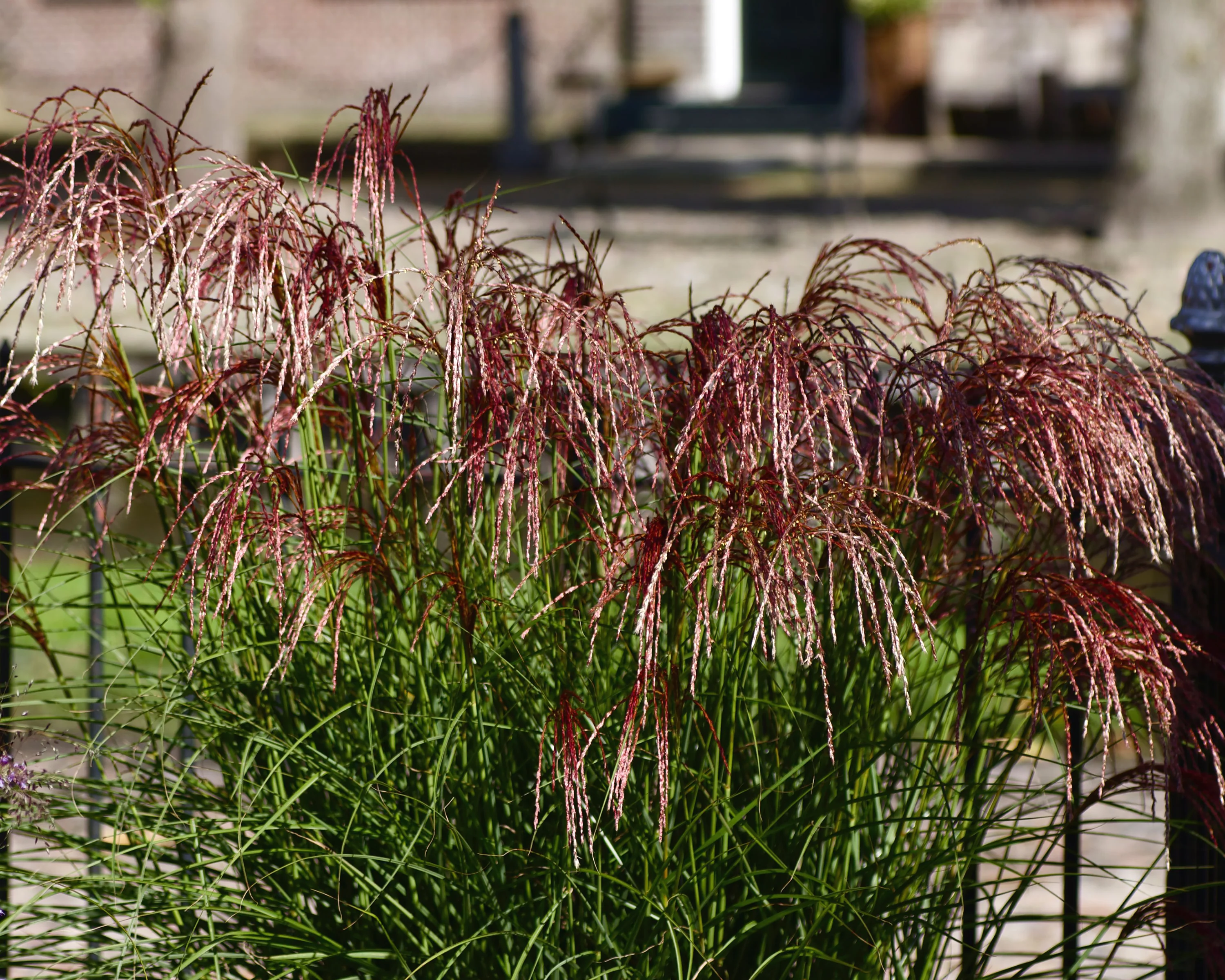 Miscanthus 'Red Cloud' - Image 6