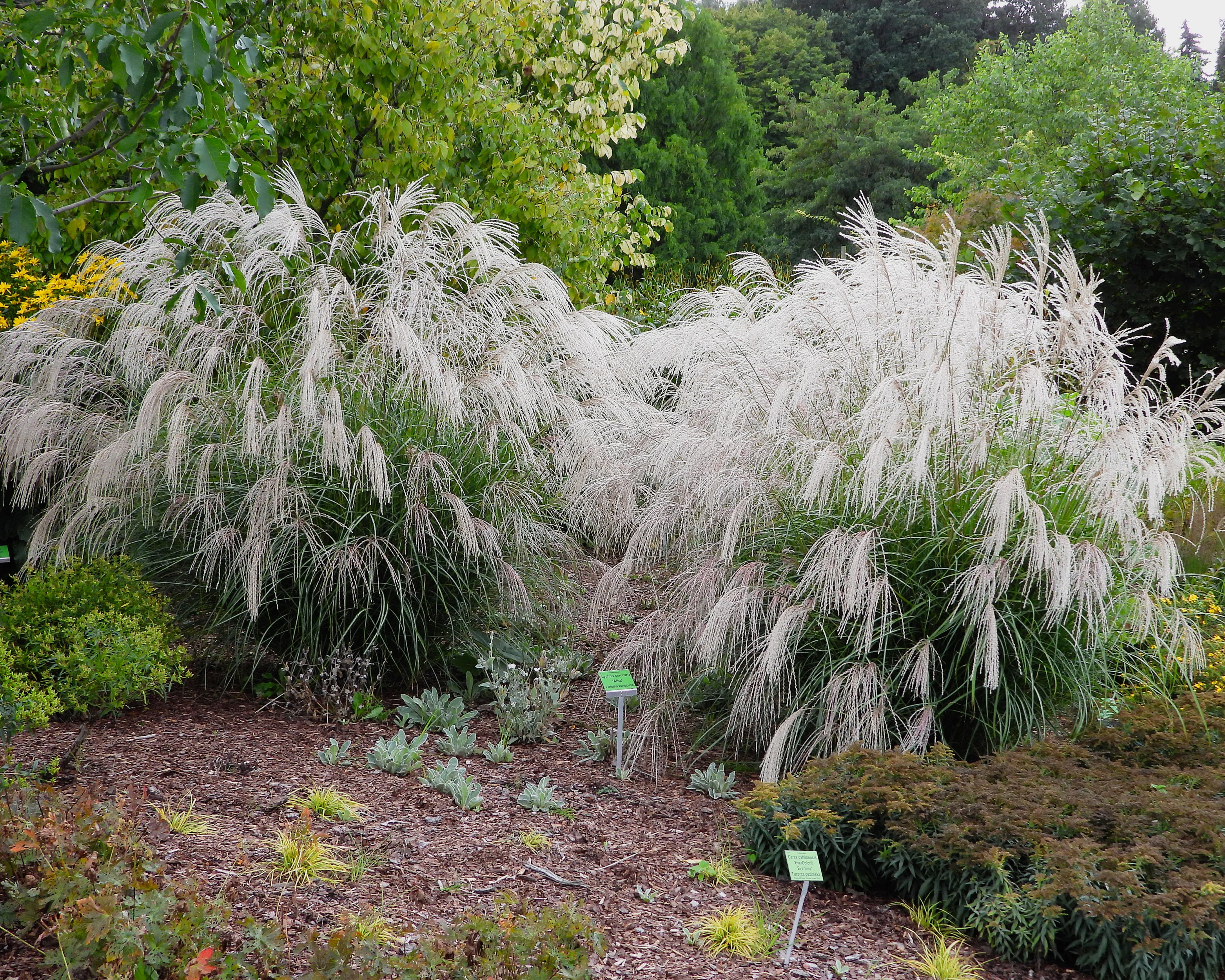 Miscanthus 'Silver Charm' - Image 10