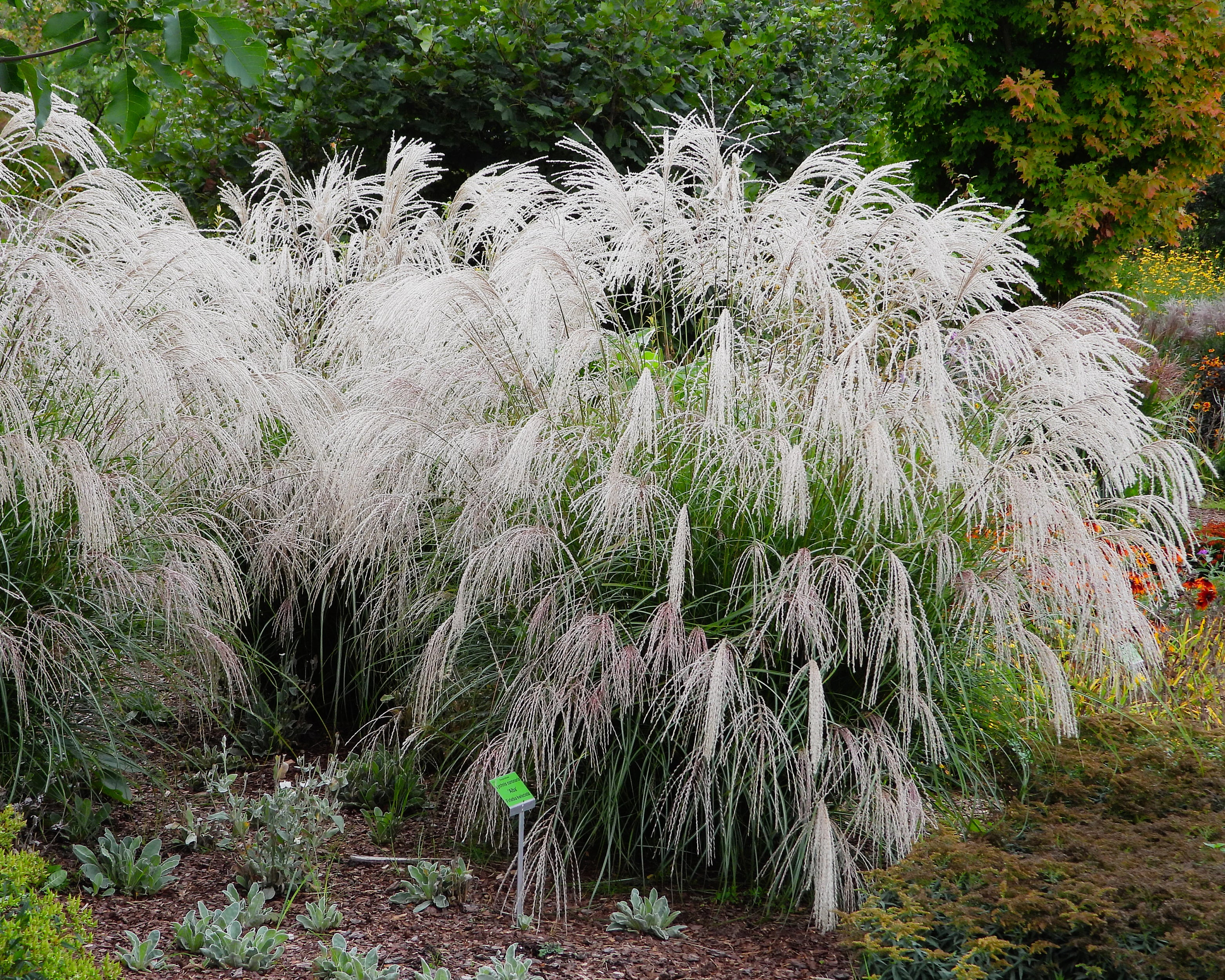 Miscanthus 'Silver Charm' - Image 12