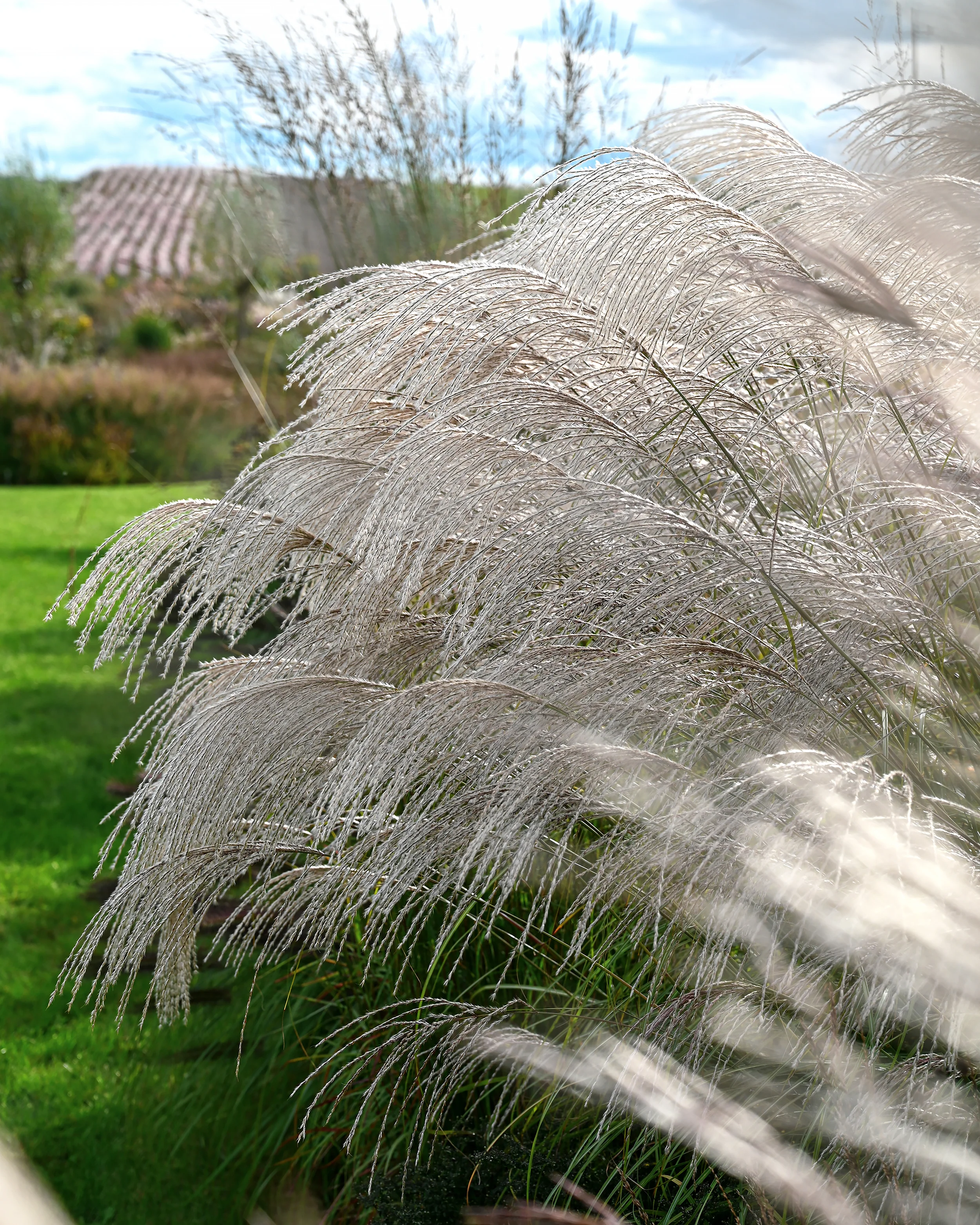 Miscanthus 'Silver Charm' - Image 13