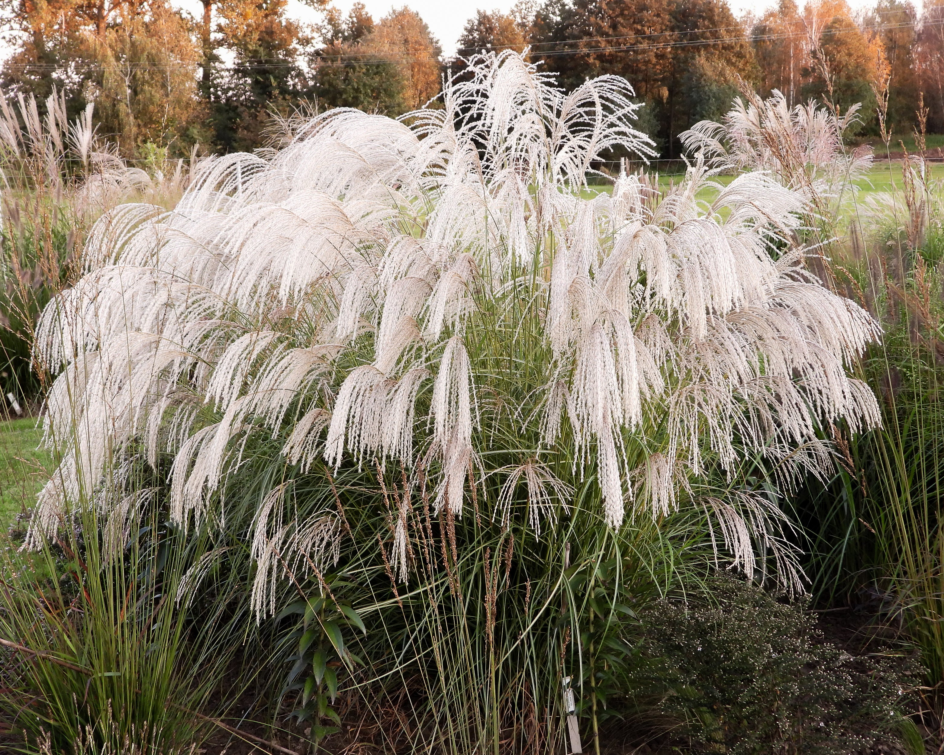 Miscanthus 'Silver Charm' - Image 15