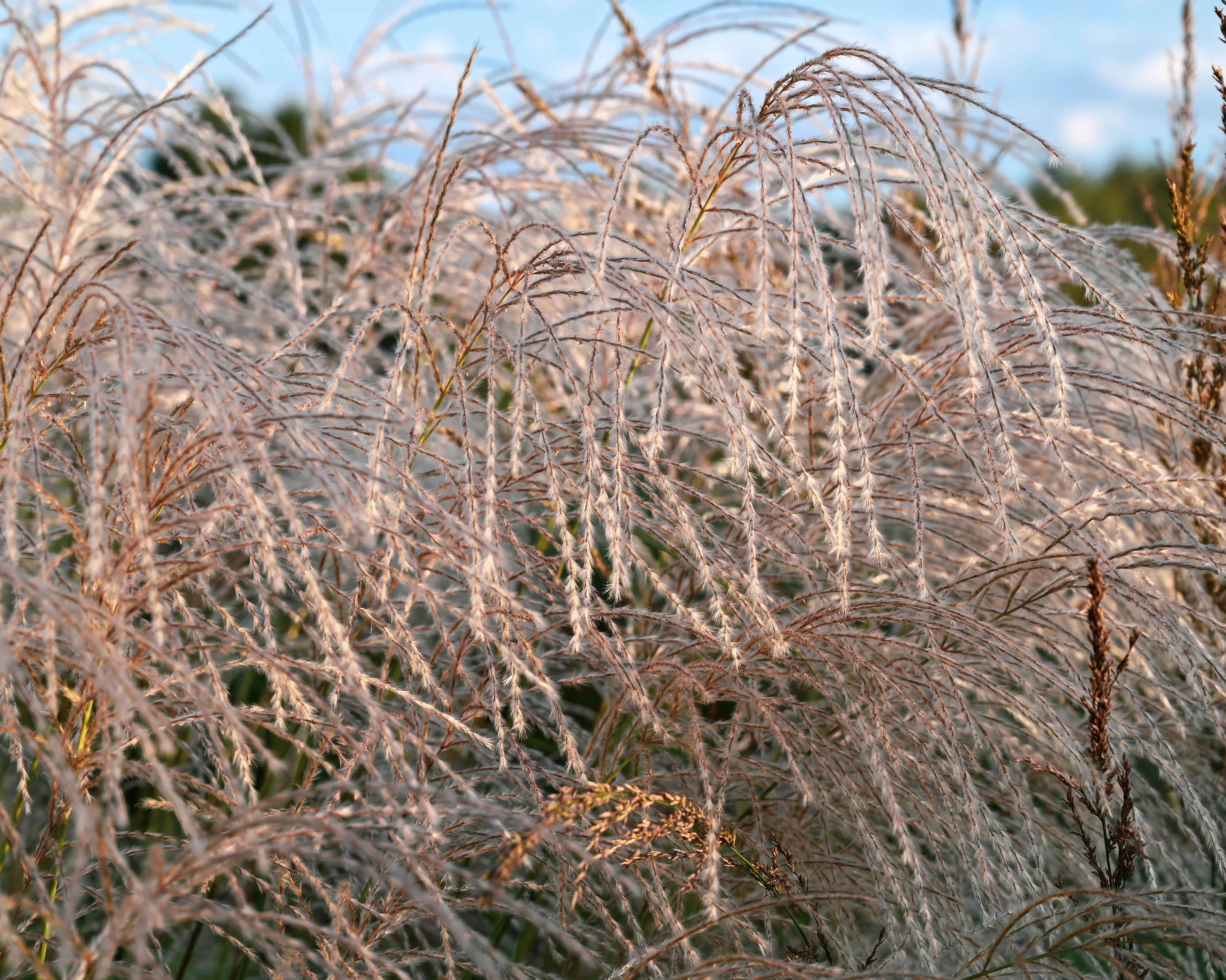 Miscanthus 'Silver Charm' - Image 17