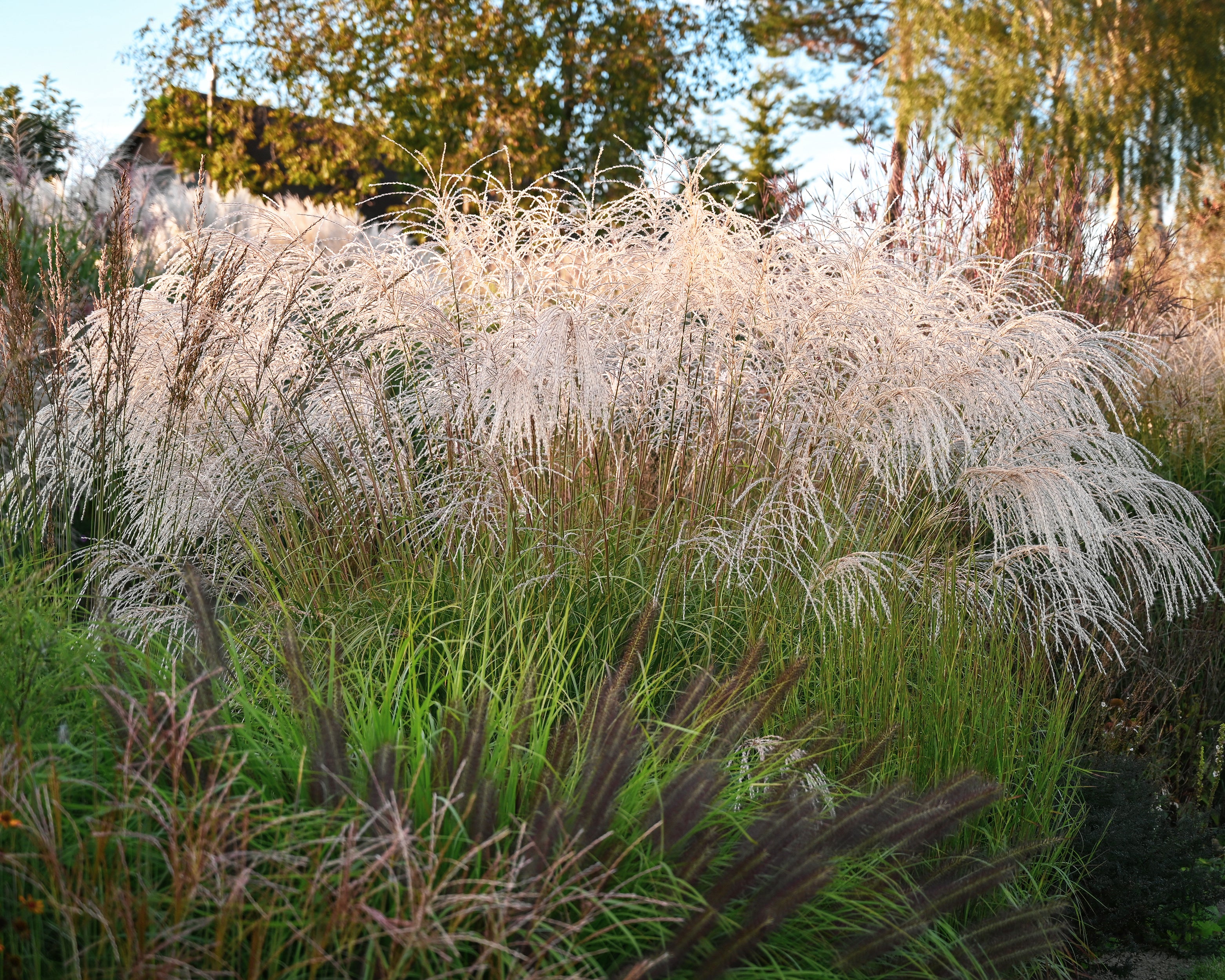 Miscanthus 'Silver Charm' - Image 18
