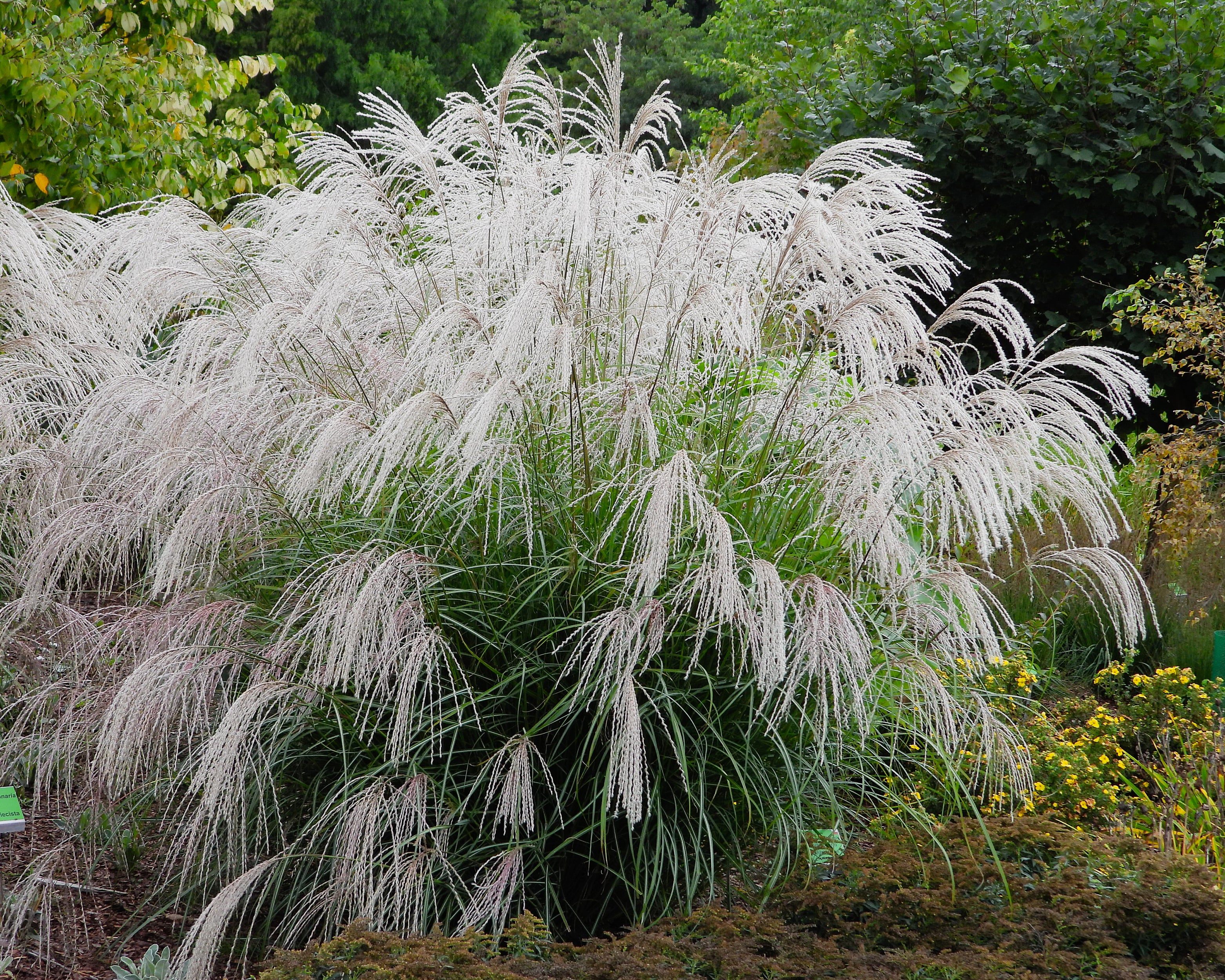 Miscanthus 'Silver Charm' - Image 19