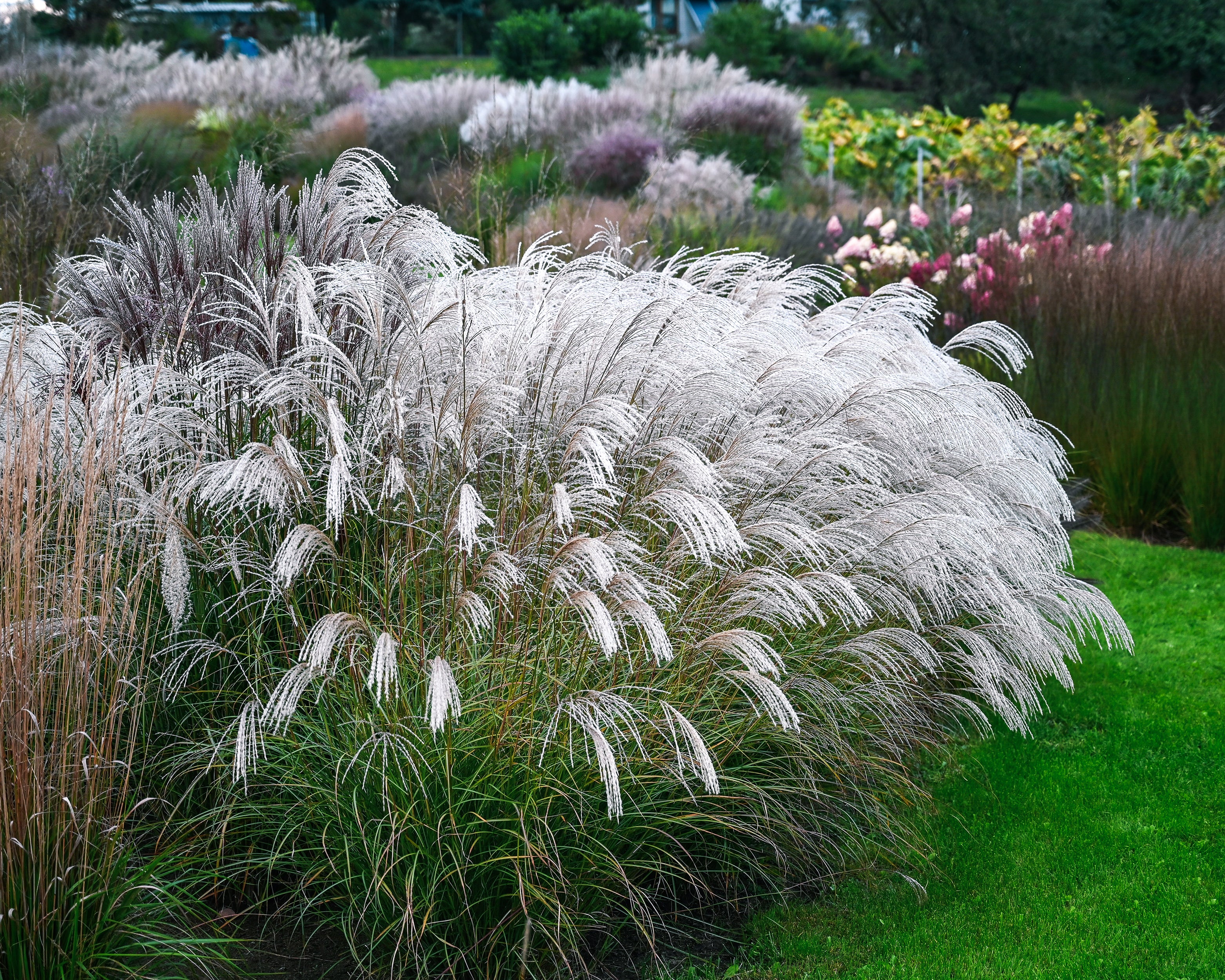 Miscanthus 'Silver Charm' - Image 2