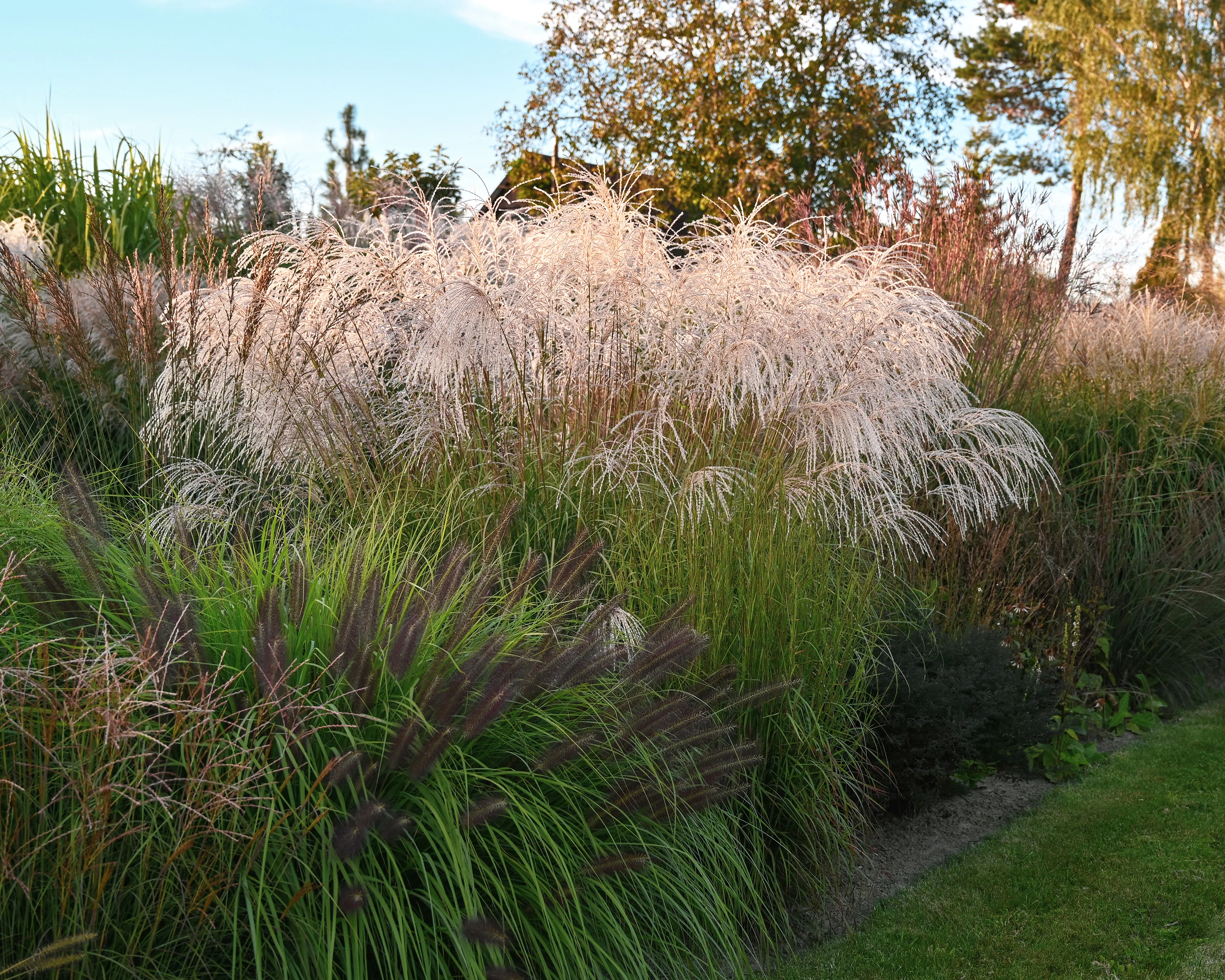 Miscanthus 'Silver Charm' - Image 20