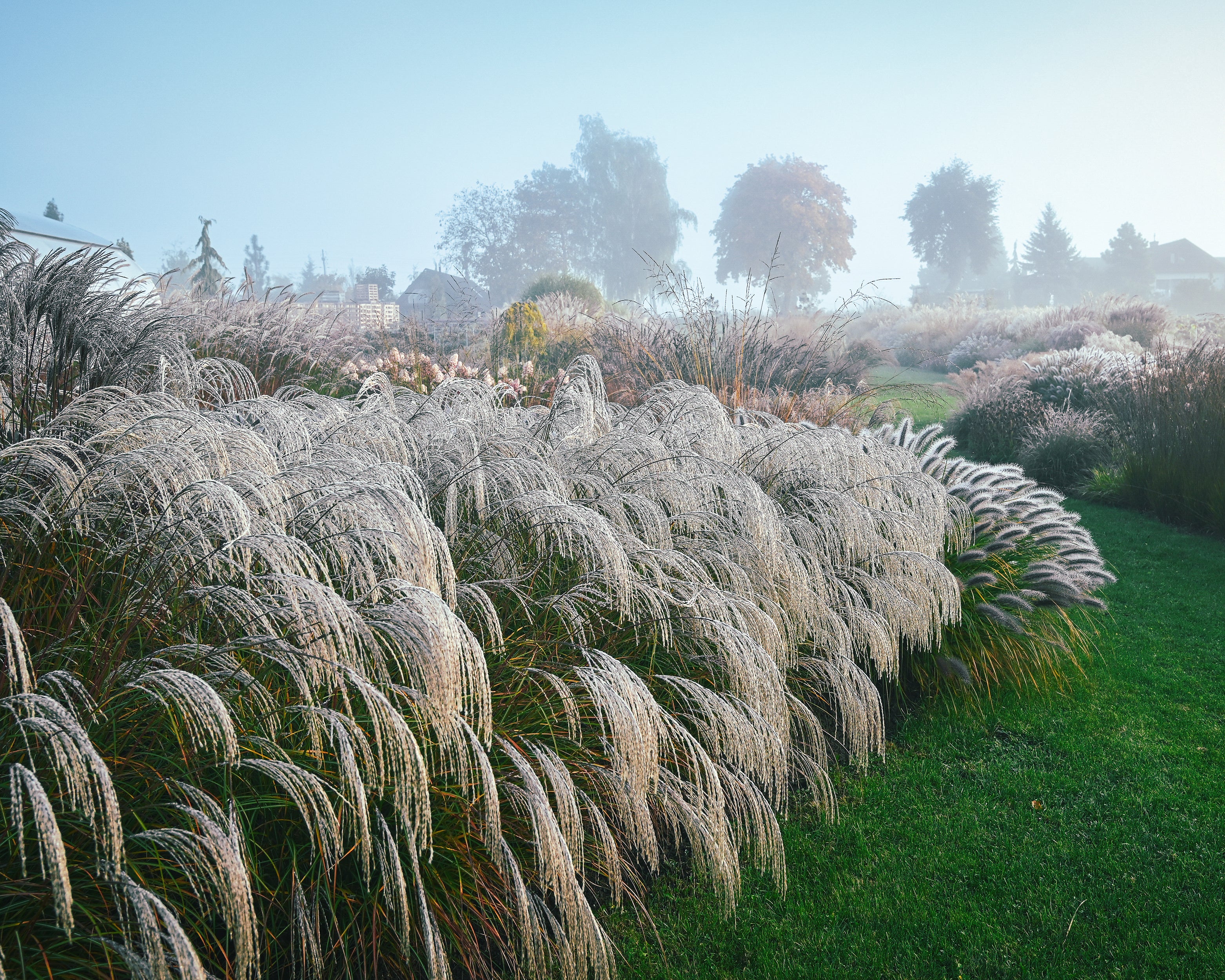 Miscanthus 'Silver Charm' - Image 23