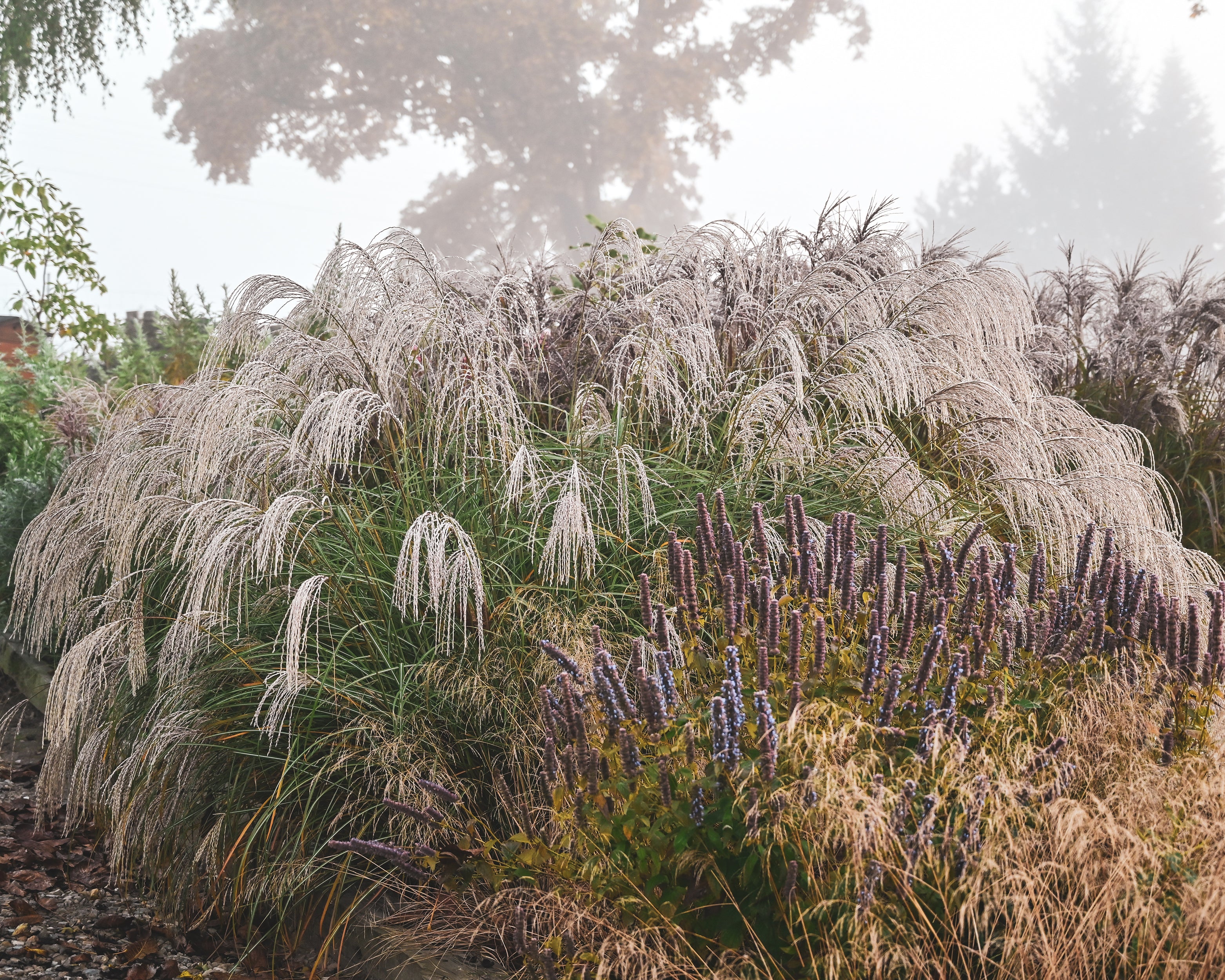 Miscanthus 'Silver Charm' - Image 25