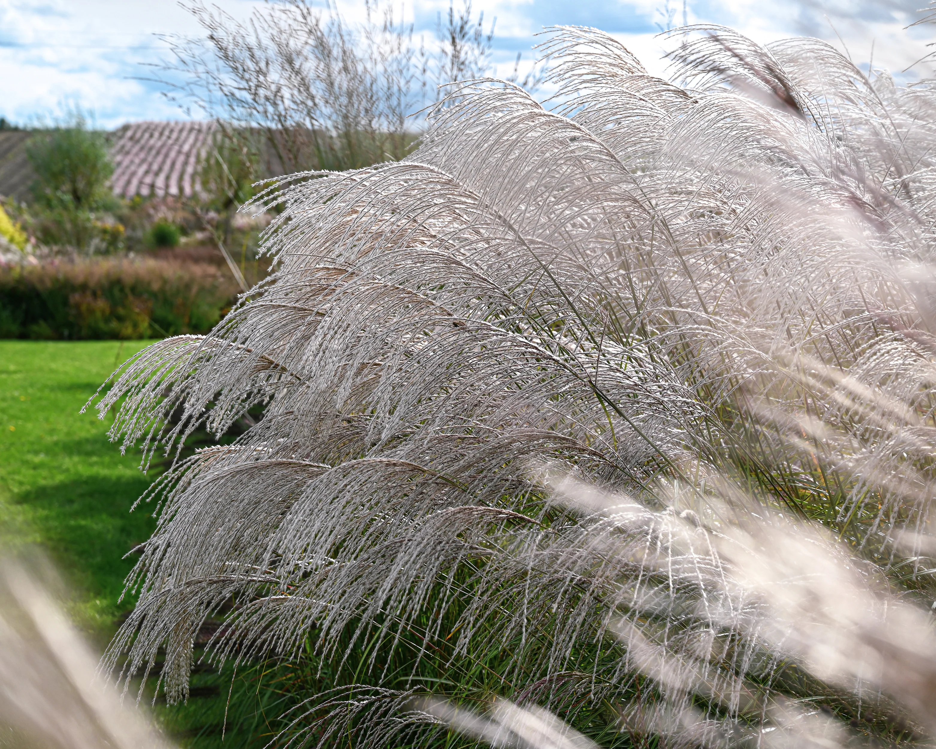 Miscanthus 'Silver Charm' - Image 27